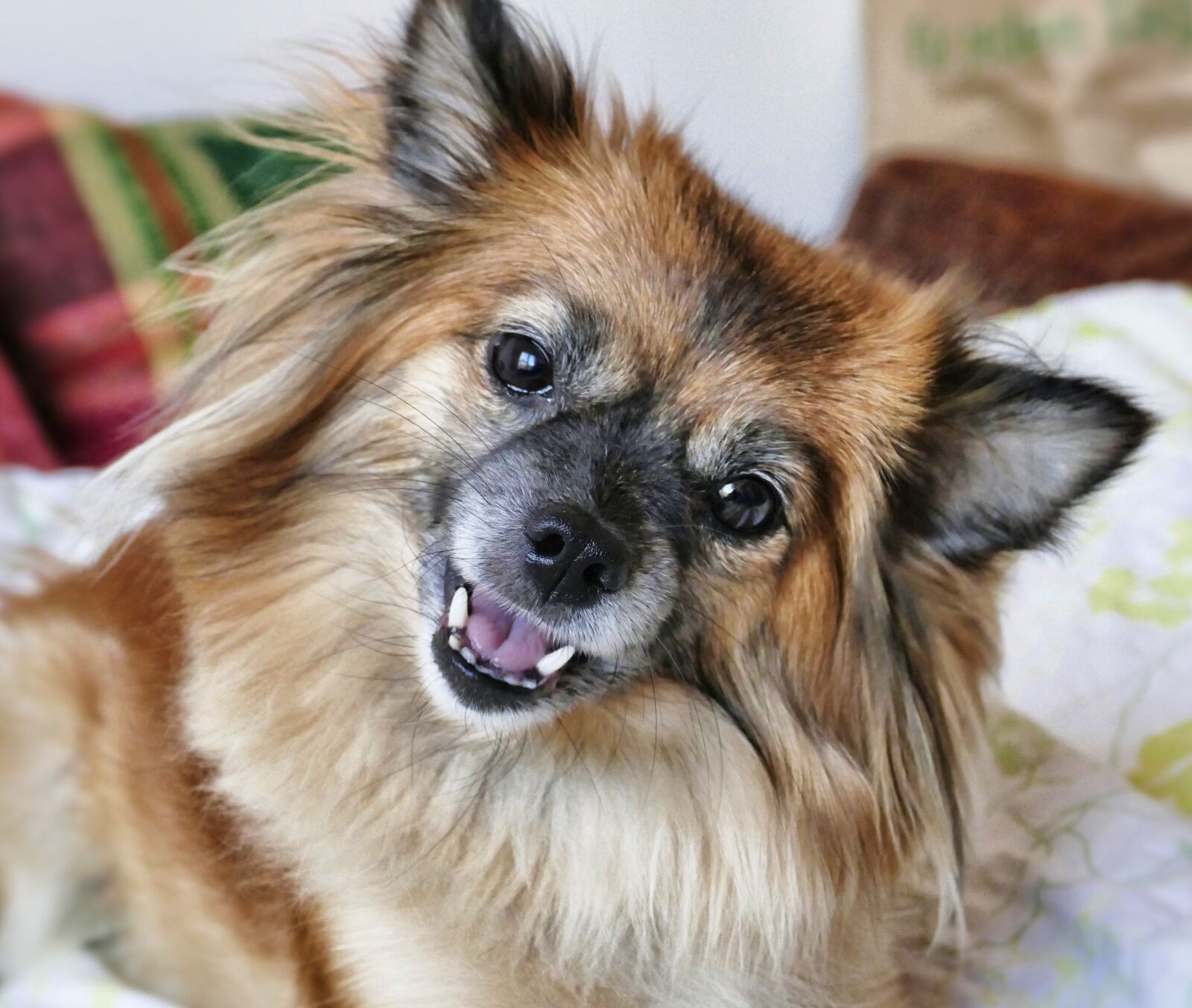 Panasonic Lumix DMC-FZ1000 sample photo. Dog, animal, cute photography
