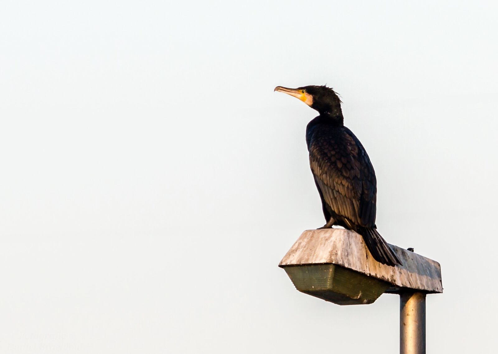 Nikon D3200 sample photo. Cormorant, bird, water bird photography