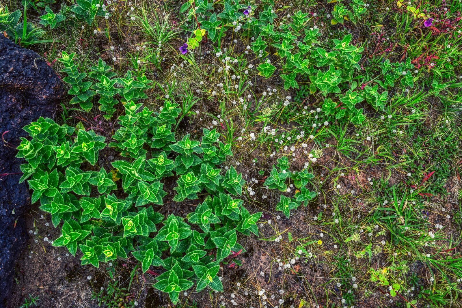 Nikon D3300 sample photo. Grass, vegetation, macro photography
