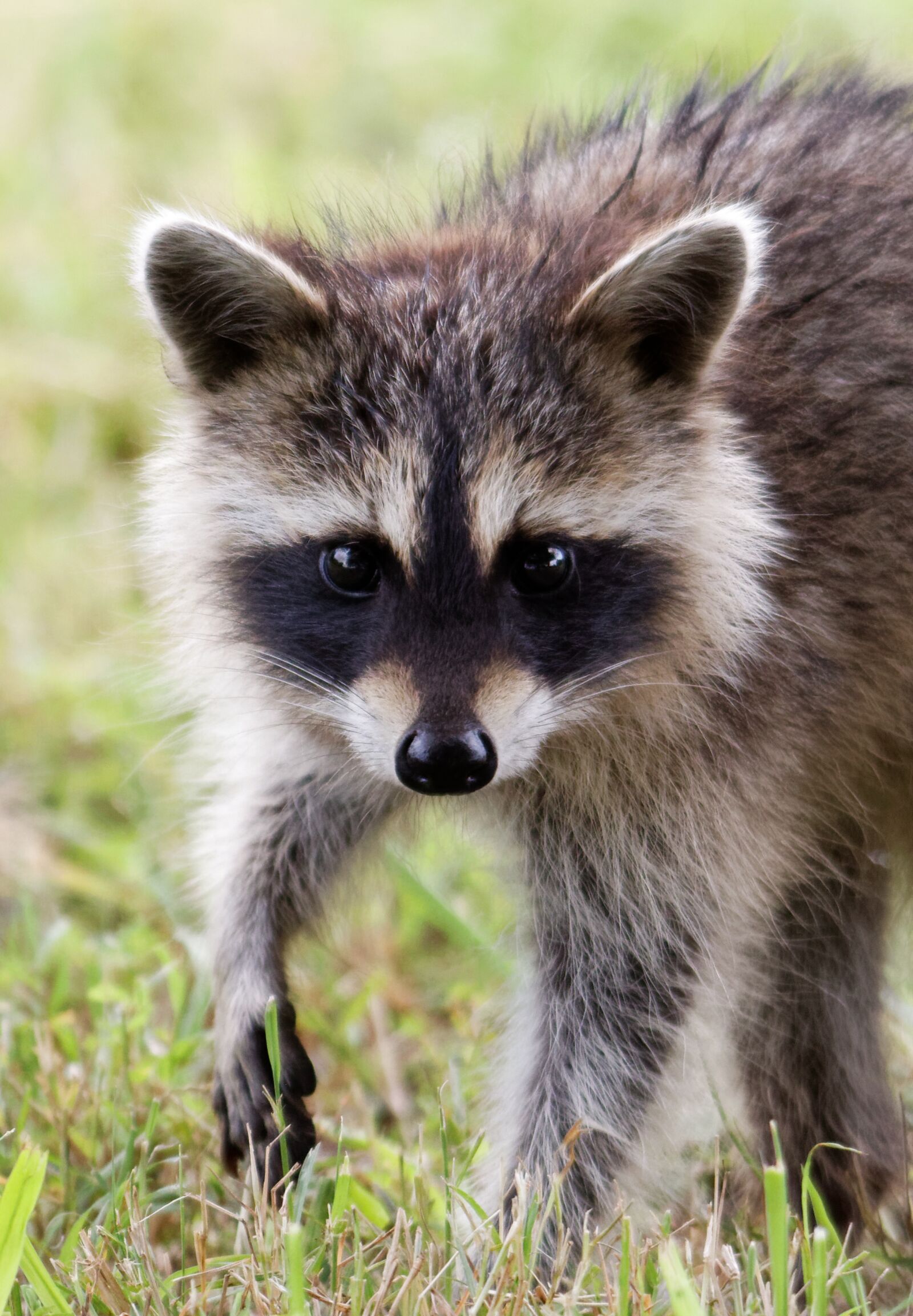 Canon EOS 70D sample photo. Raccoon, baby, cute photography