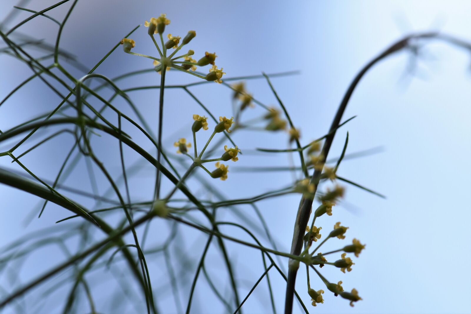 Nikon D5500 sample photo. Zierfenchel, fennel, herb photography