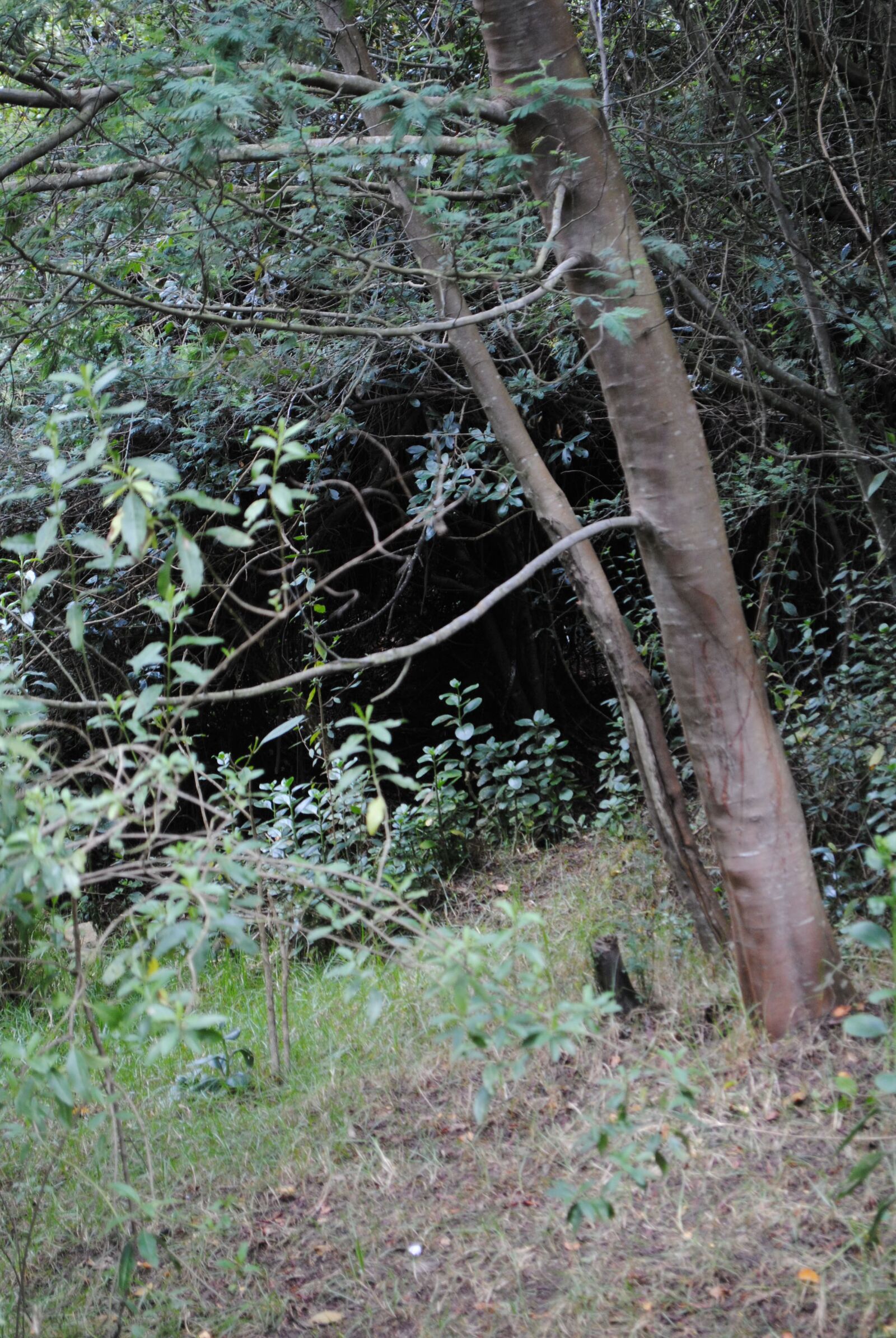 Nikon D3000 sample photo. Landscape, natural, monserrate photography