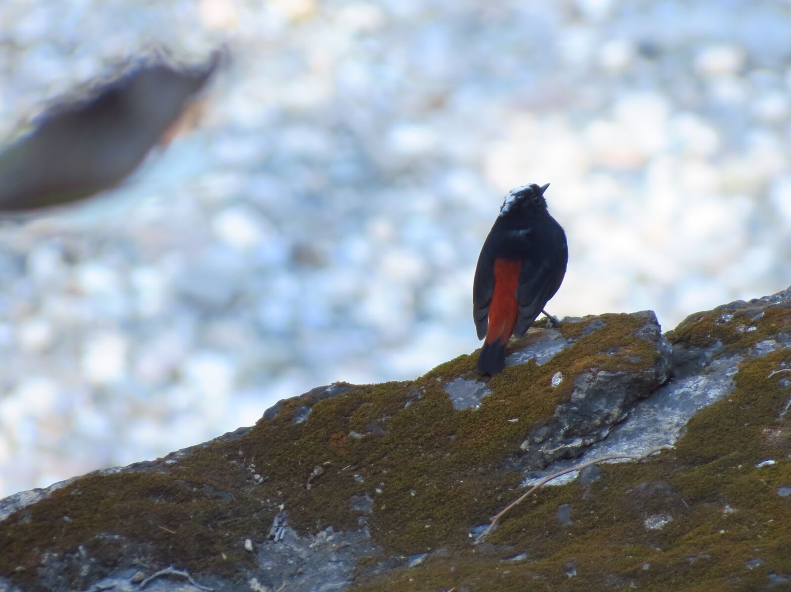 Canon PowerShot SX40 HS sample photo. Bird, india, rishikesh, india photography