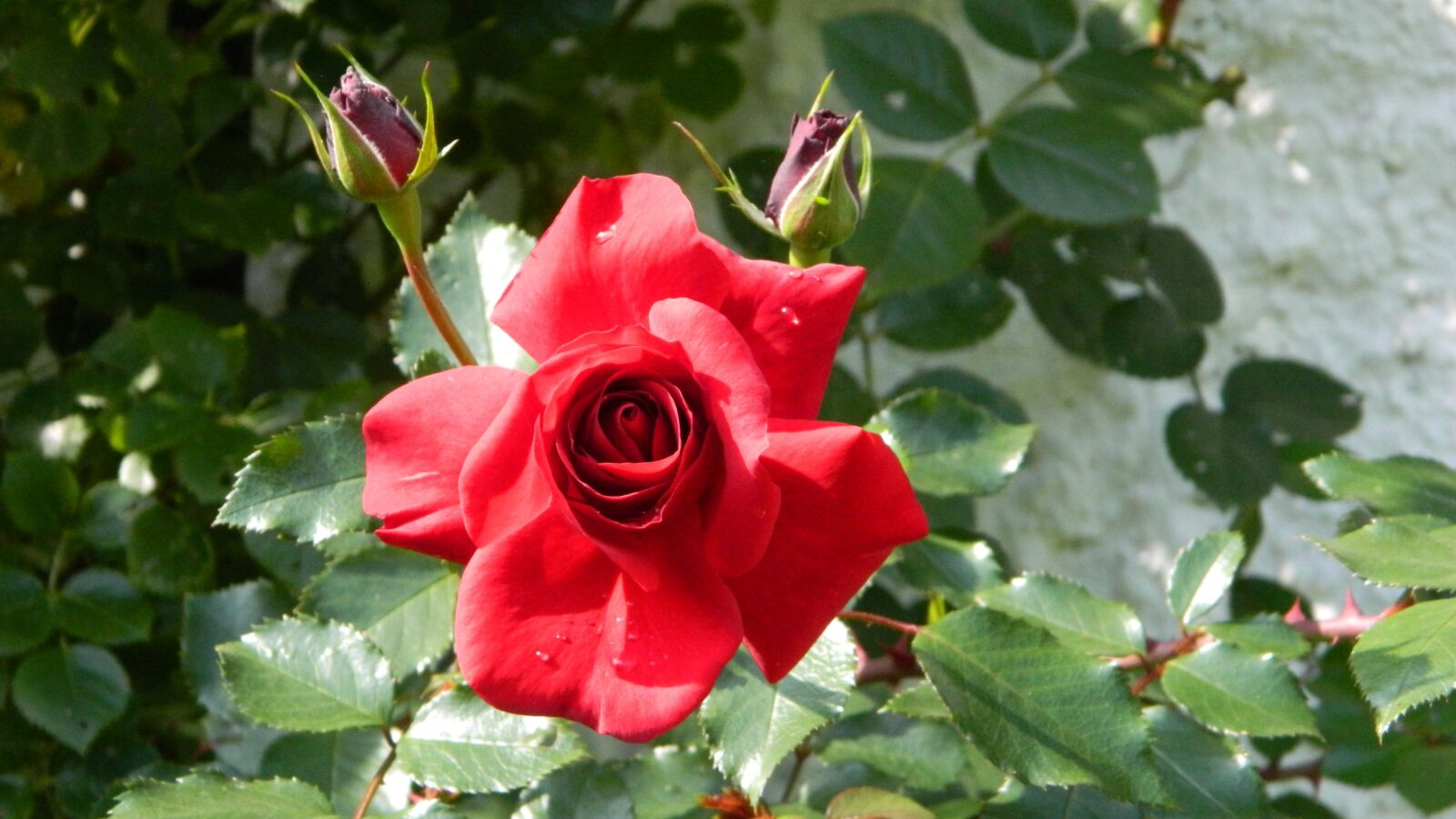 Nikon Coolpix L120 sample photo. Rose, red, nature photography