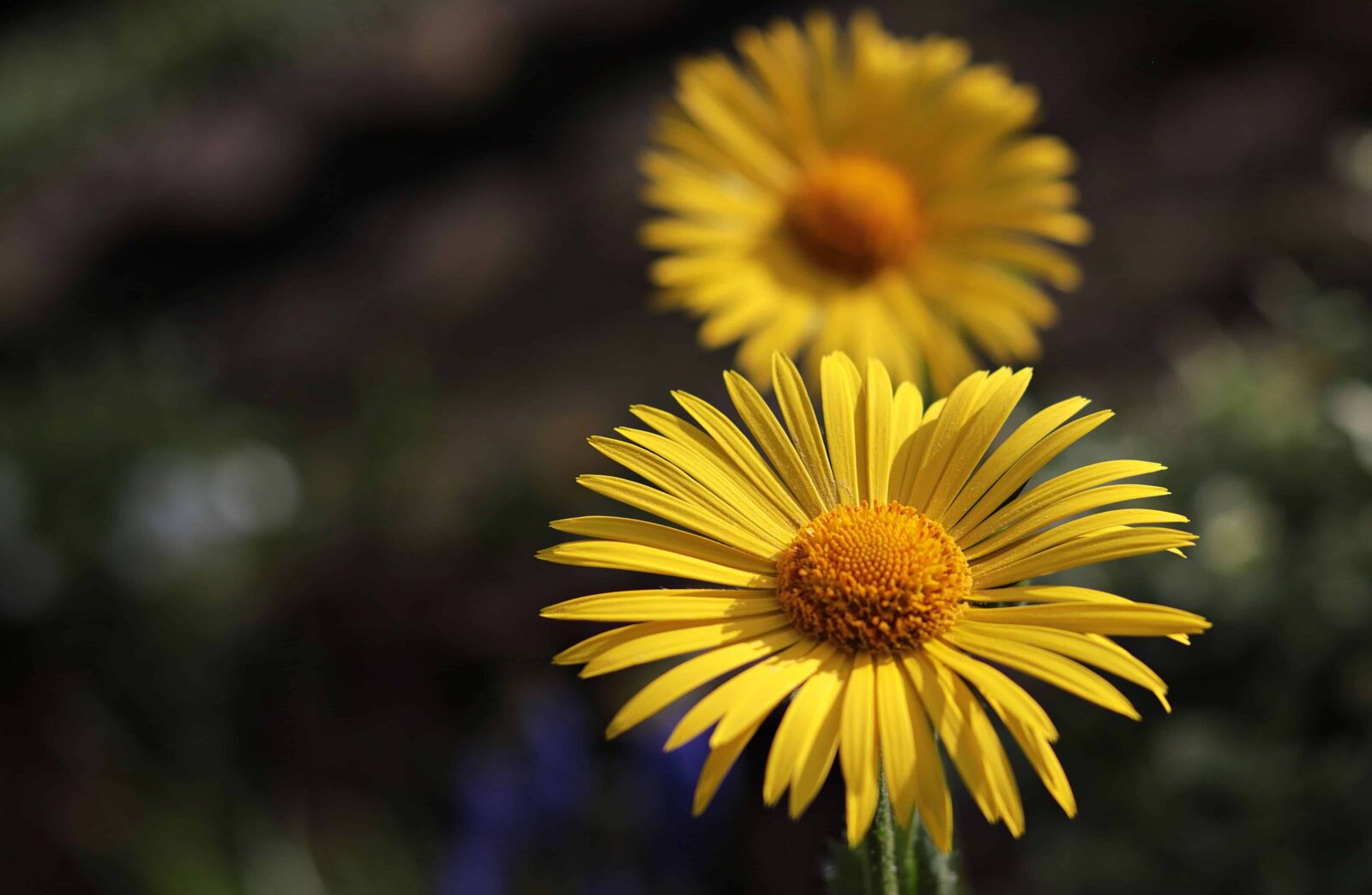 Canon EOS 80D sample photo. Summer, yellow flower, shadow photography