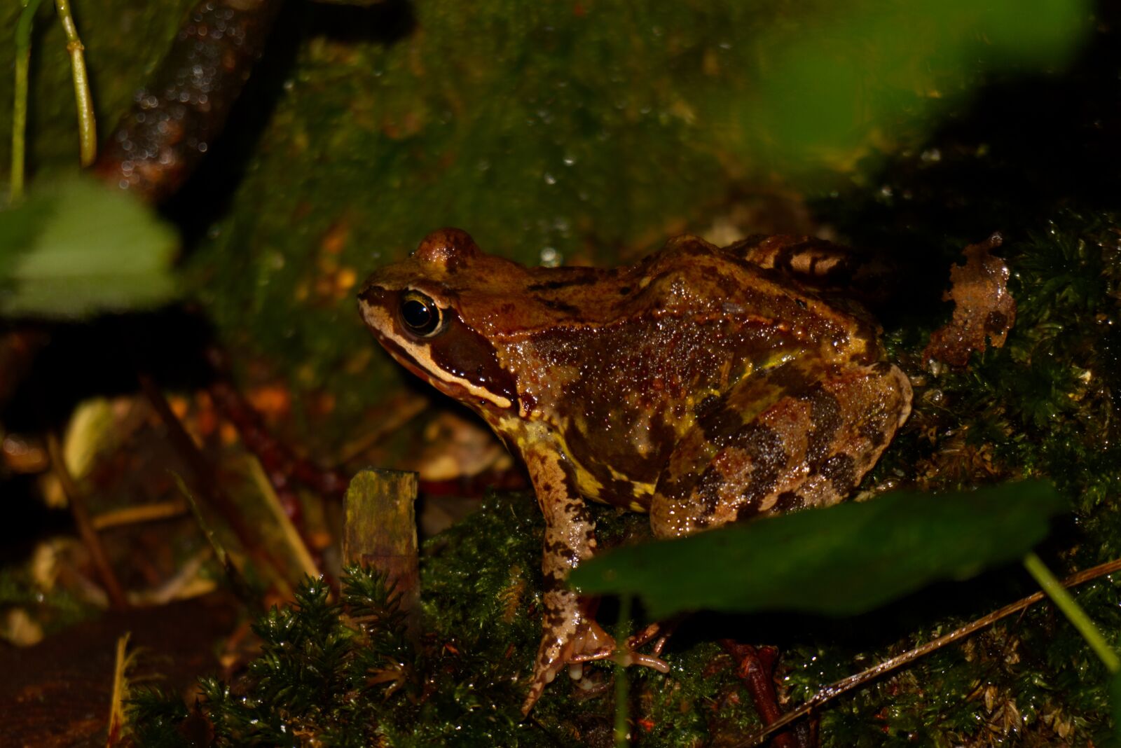 Canon EF-M 55-200mm F4.5-6.3 IS STM sample photo. Frog, animal, pond photography