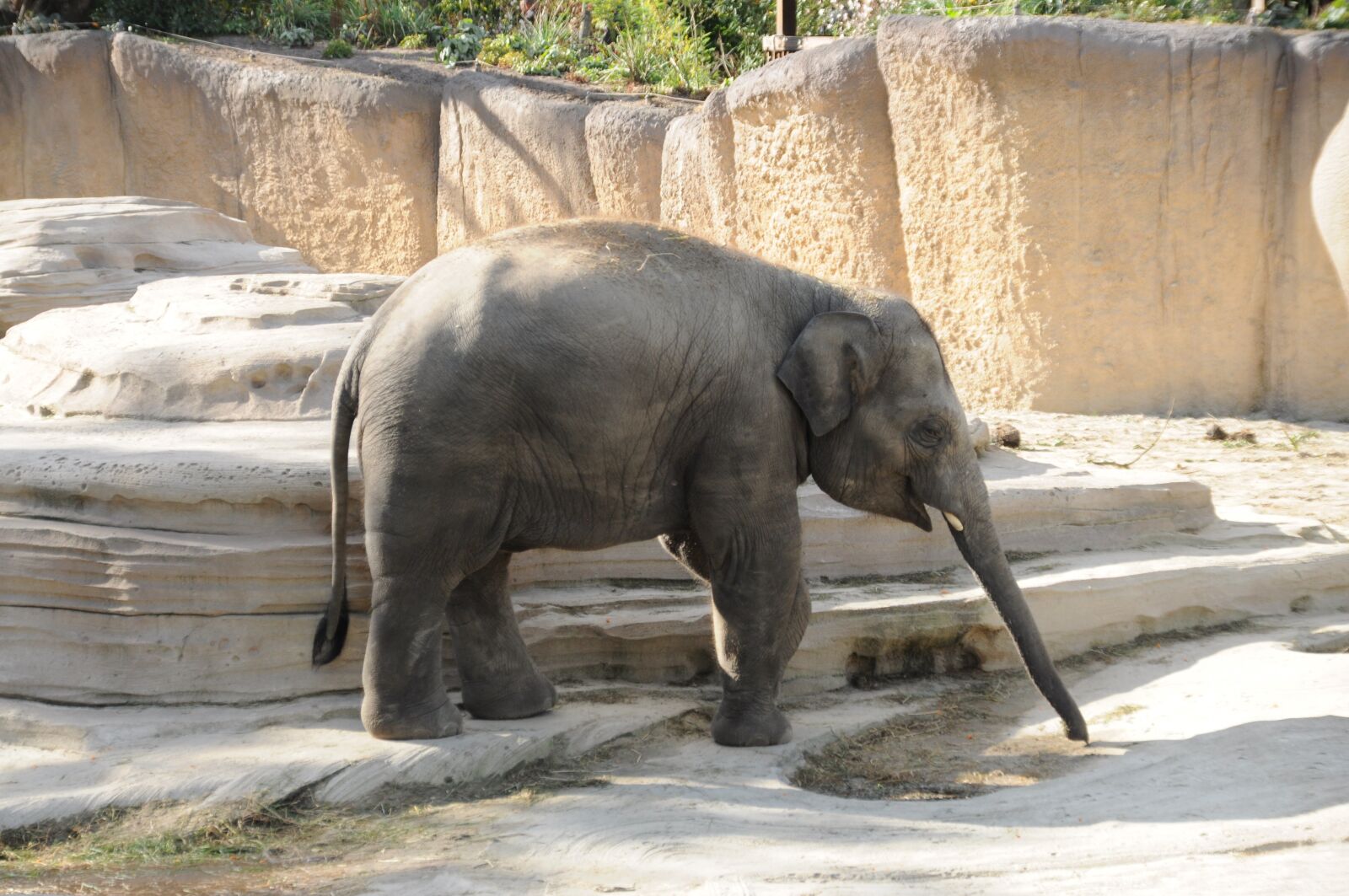 Nikon D5000 sample photo. Nature, travel, mammal photography