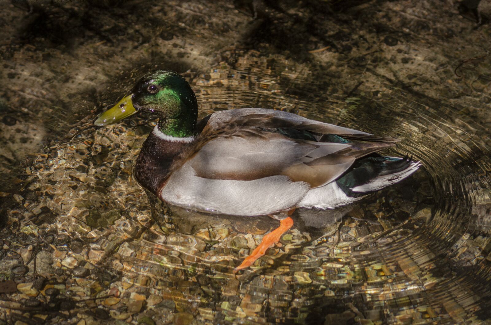 Nikon D7000 sample photo. Duck, bird, plumage photography