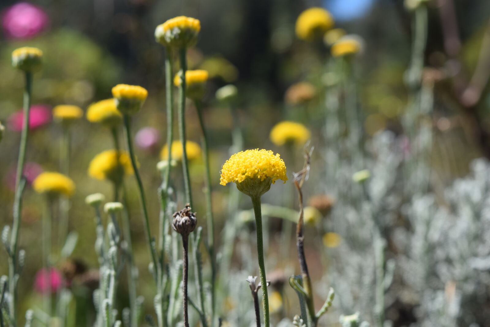 Nikon D5300 + Nikon AF-S DX Nikkor 18-55mm F3.5-5.6G VR II sample photo. Blurred, background, flower, yellow photography