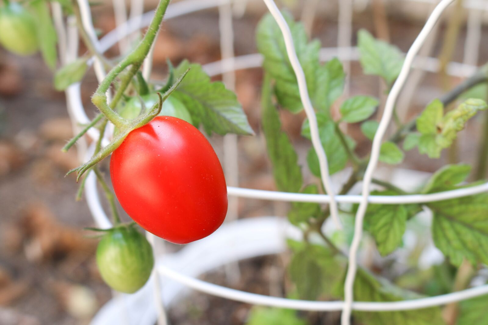 Canon EOS 70D sample photo. Tomato, plant, garden photography