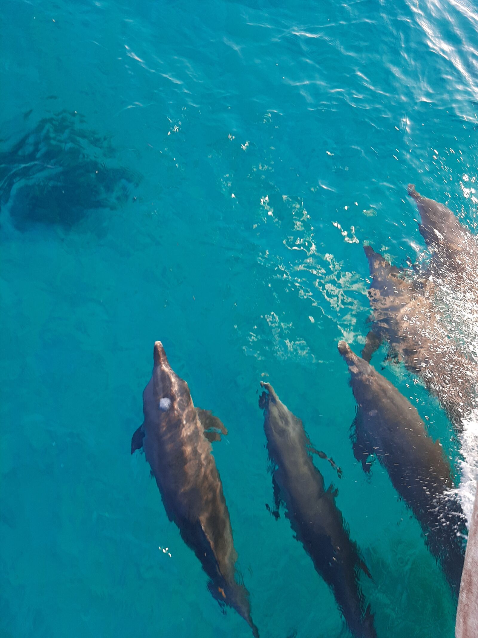 Samsung SM-A307FN sample photo. Red sea, dolphins, boat photography