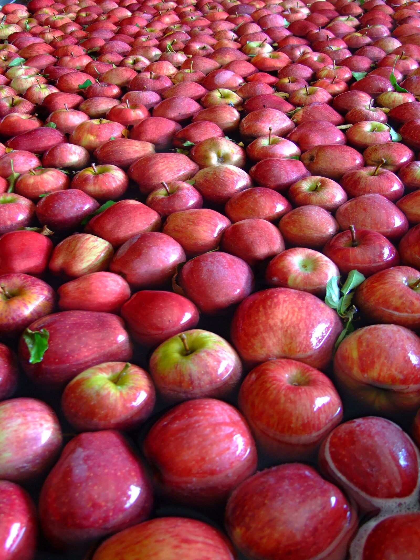 Fujifilm FinePix S6500fd sample photo. Apple, red, fruit photography