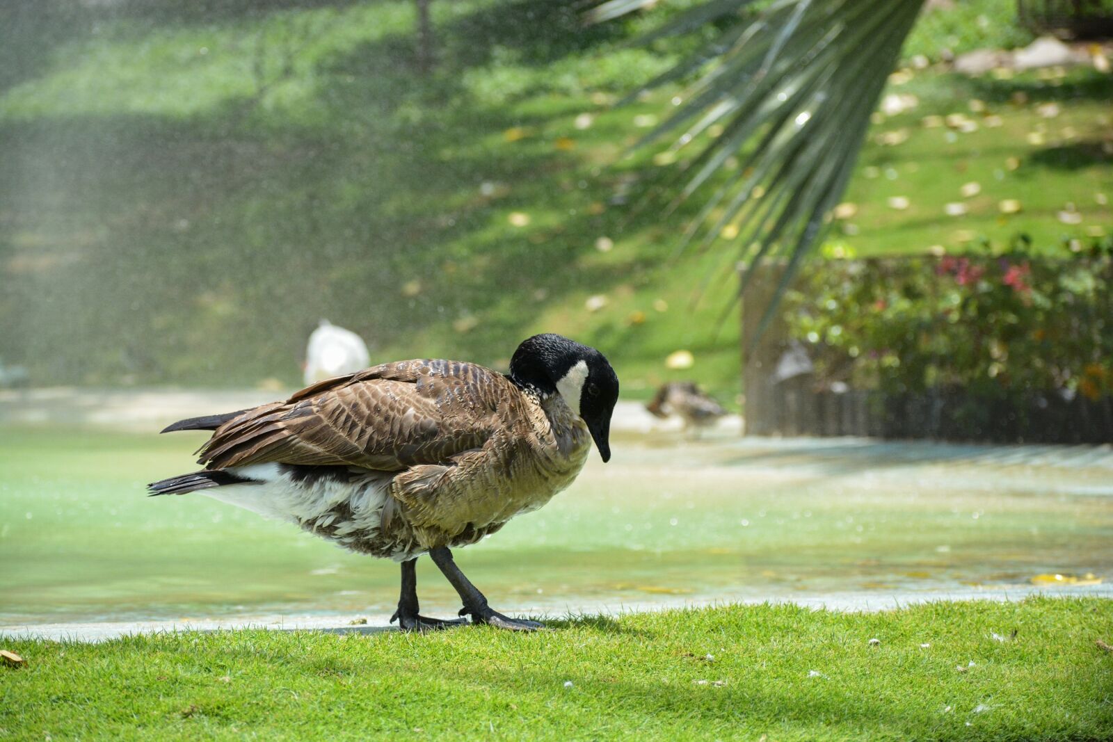 Nikon D5200 sample photo. Duck, beak, bird photography