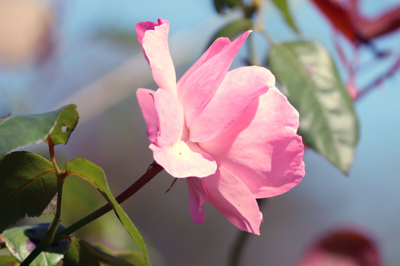 Canon EOS 200D (EOS Rebel SL2 / EOS Kiss X9) sample photo. Rose, flower, pink rose photography