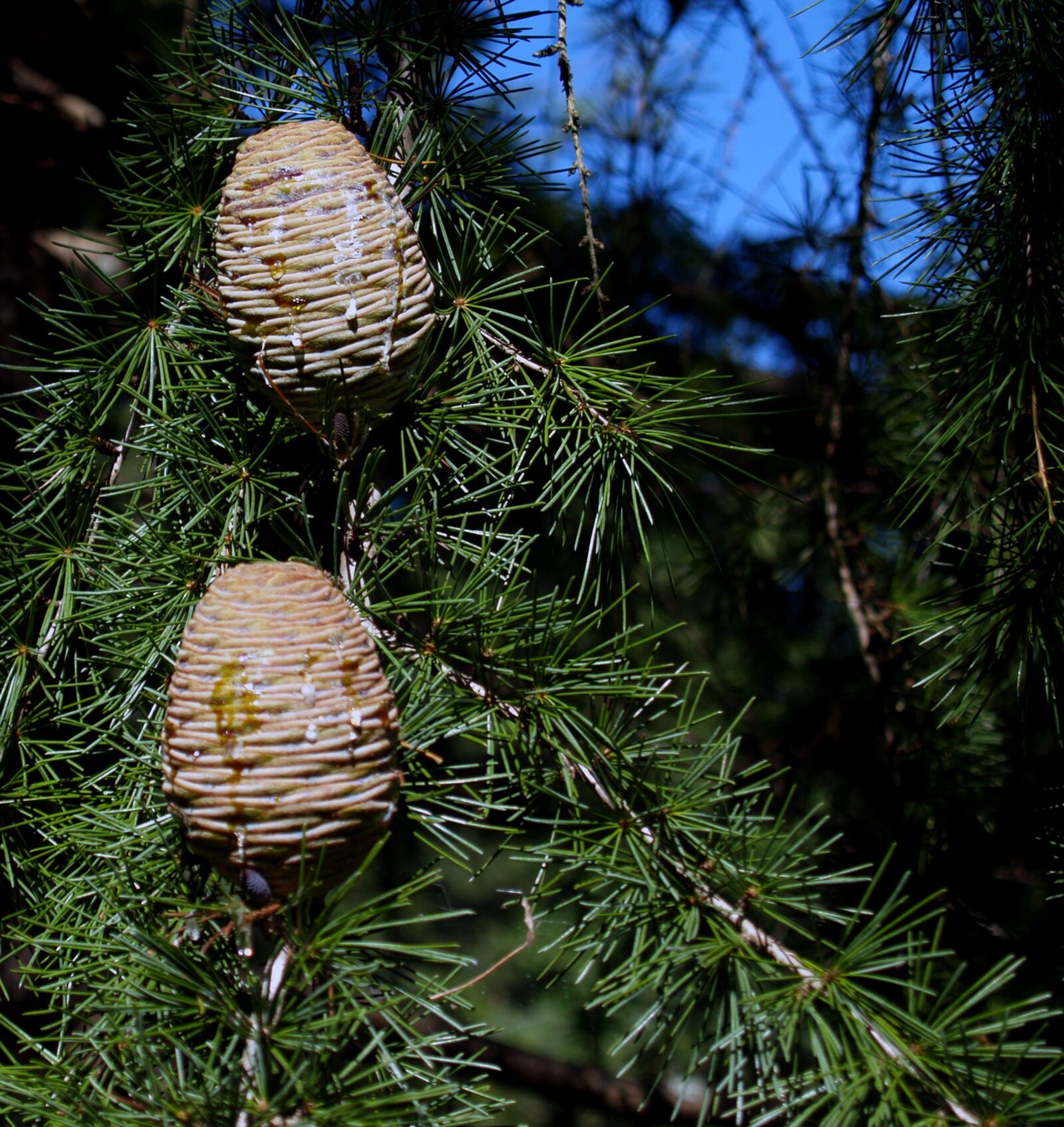 Olympus E-300 (EVOLT E-300) sample photo. Evergreen, tree, cone photography