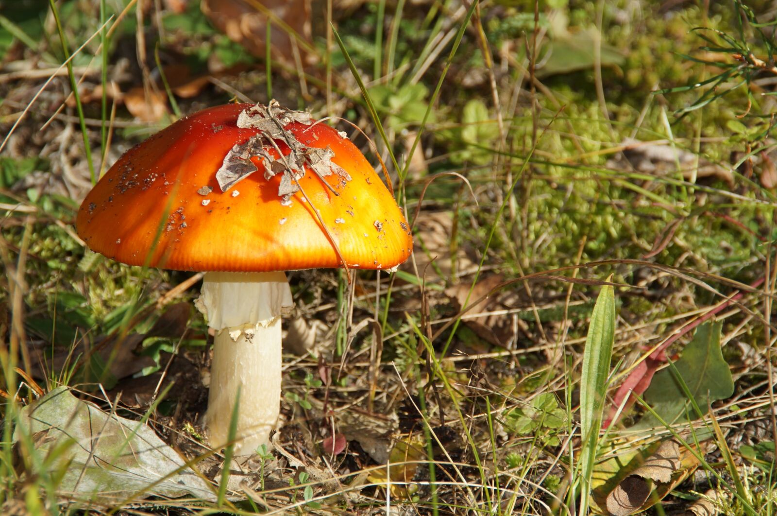 Sony SLT-A37 + Sony DT 18-200mm F3.5-6.3 sample photo. Mushroom, forest, autumn photography