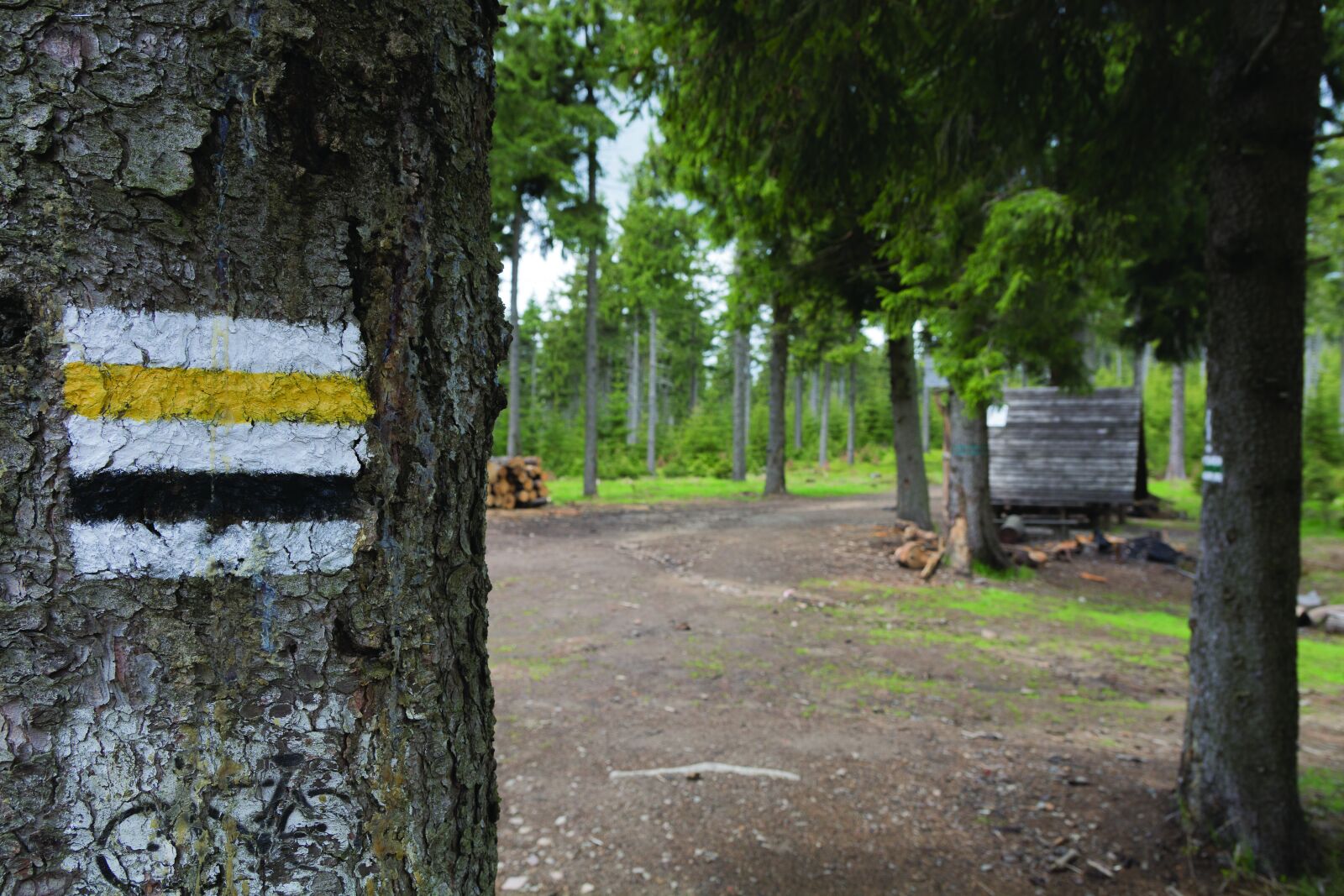 Nikon D7100 sample photo. Trail, hut, forest photography