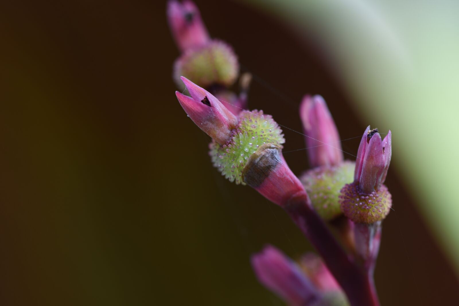 Nikon D750 sample photo. Bloom, flower, floral photography