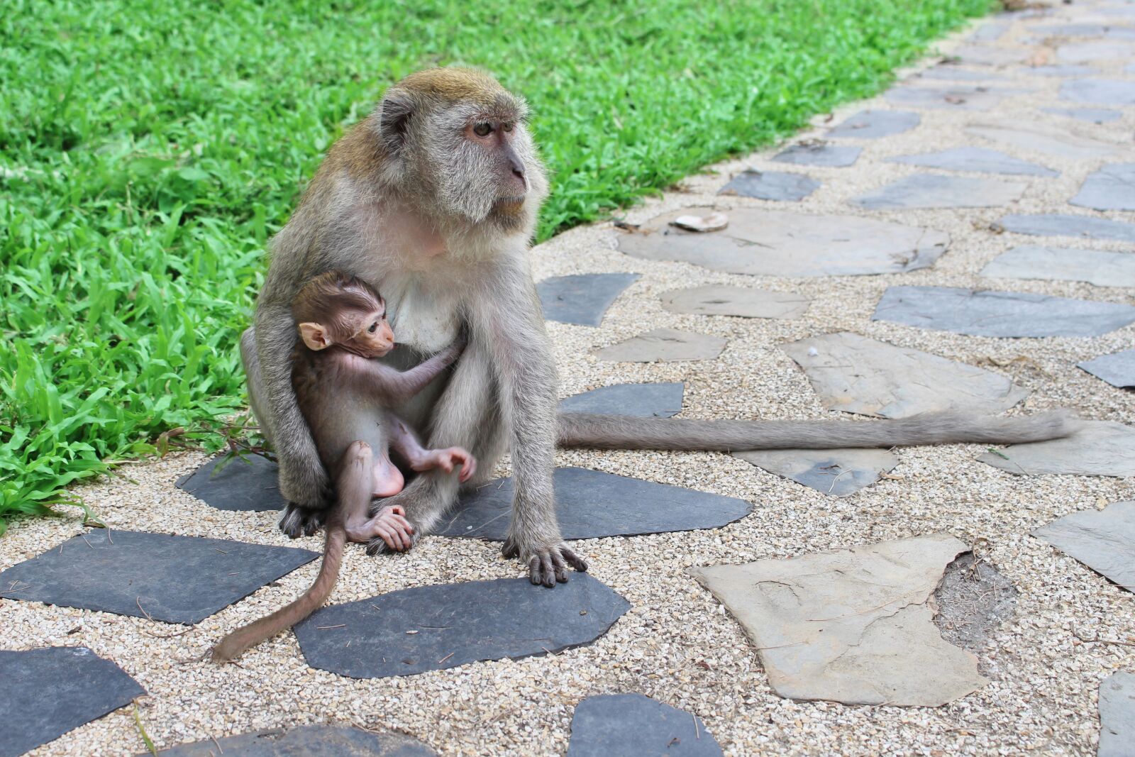 Canon EOS 700D (EOS Rebel T5i / EOS Kiss X7i) sample photo. Monkey, wild, animal photography