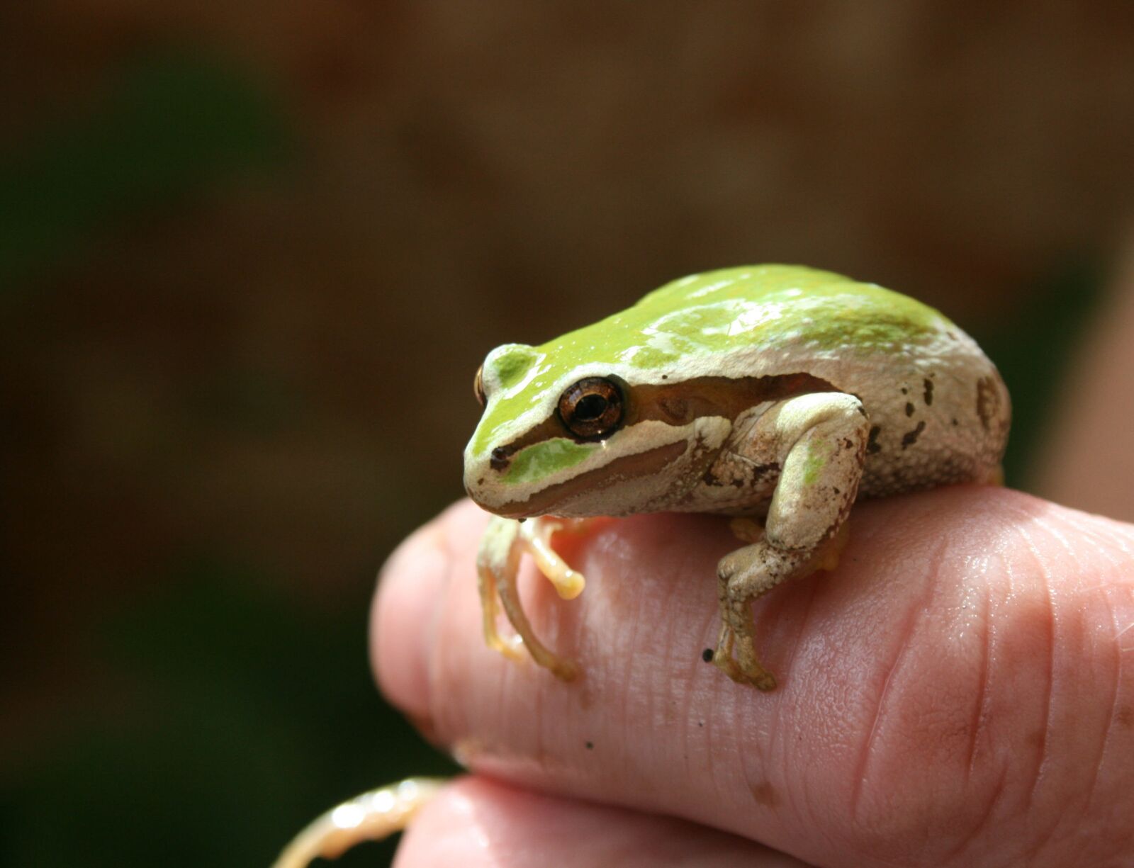 Canon EOS 400D (EOS Digital Rebel XTi / EOS Kiss Digital X) sample photo. Frog, toad, animal photography