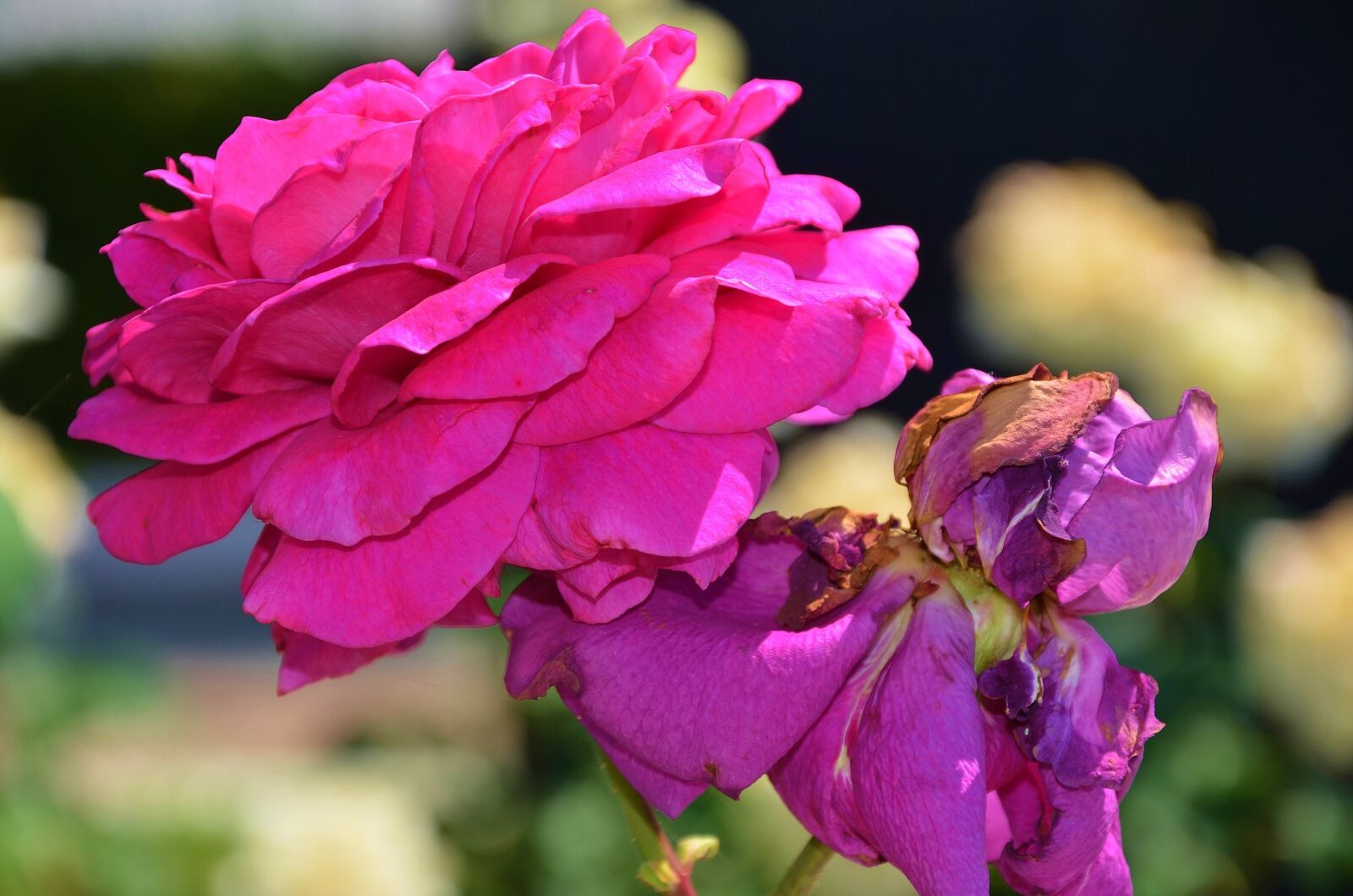 Nikon D7000 sample photo. Rose, flower, spring photography