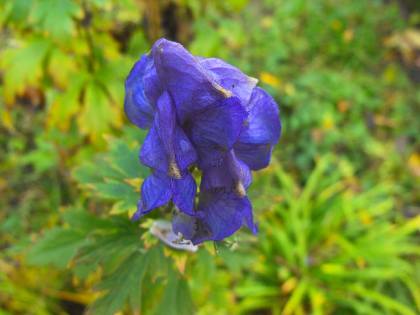 Fujifilm FinePix S1000fd sample photo. Flower, plant, nature photography