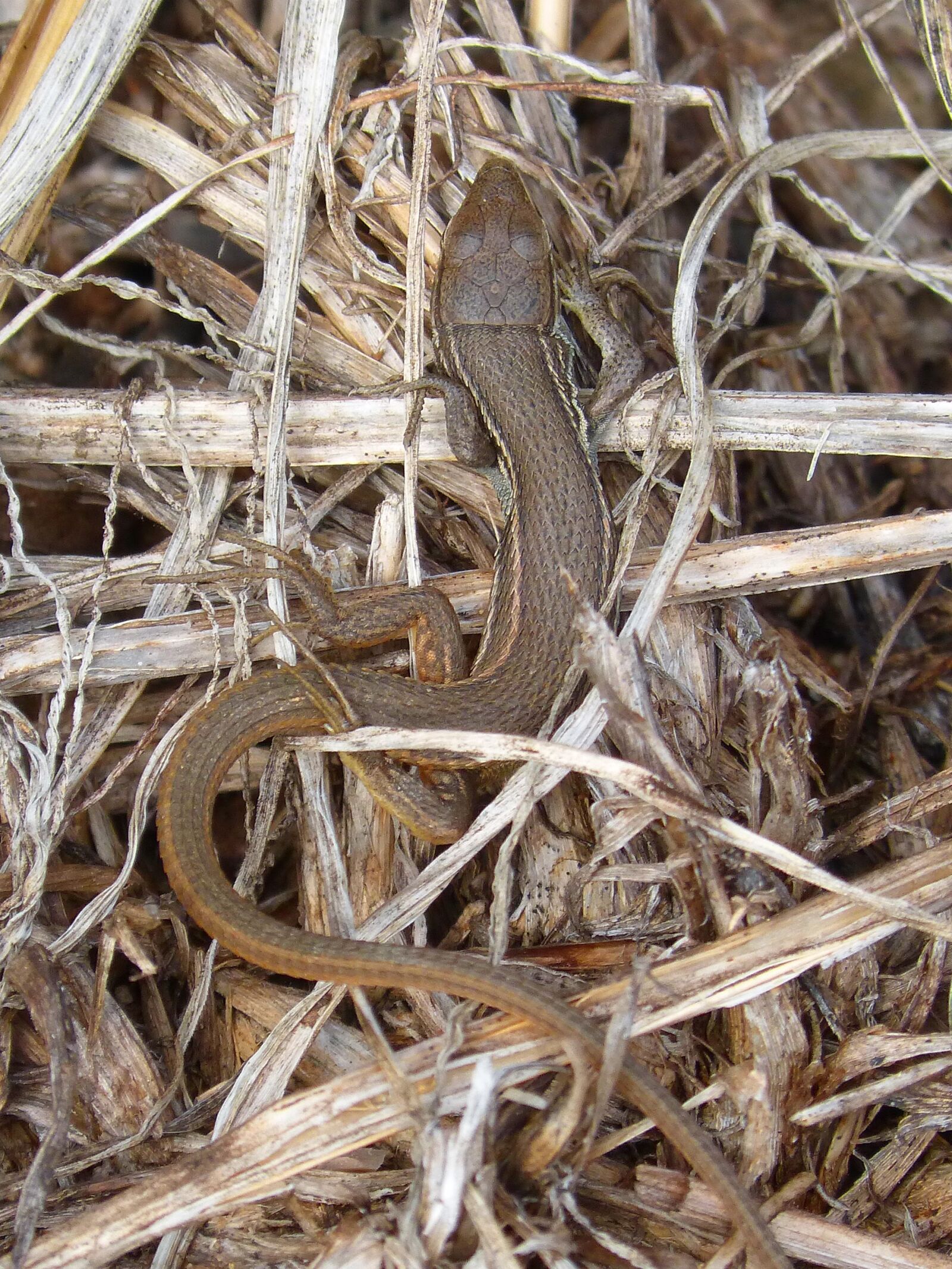 Panasonic DMC-FZ62 sample photo. Lizard, sargantana, reptile photography