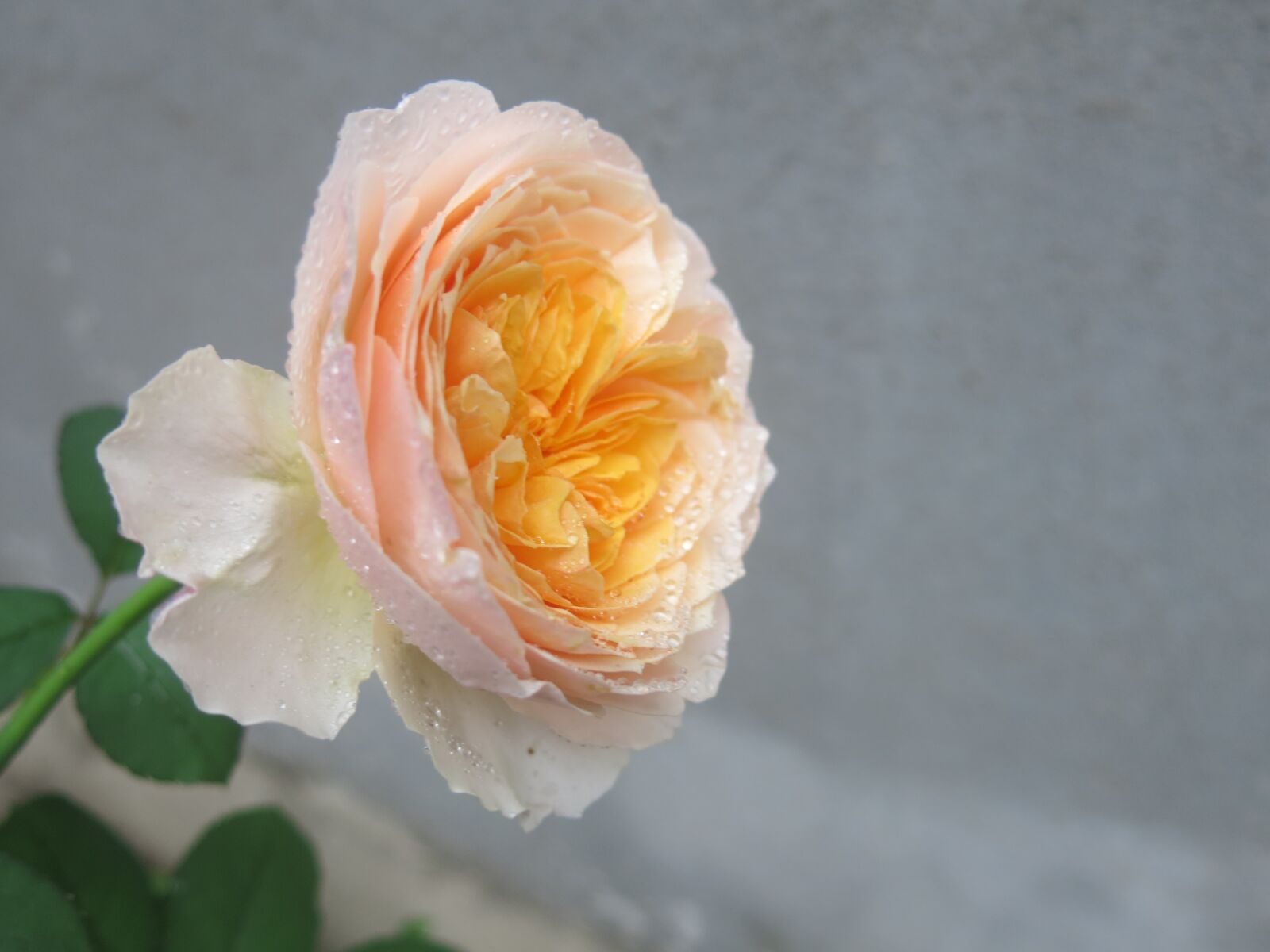 Canon PowerShot G15 sample photo. Flower, rose, petal photography