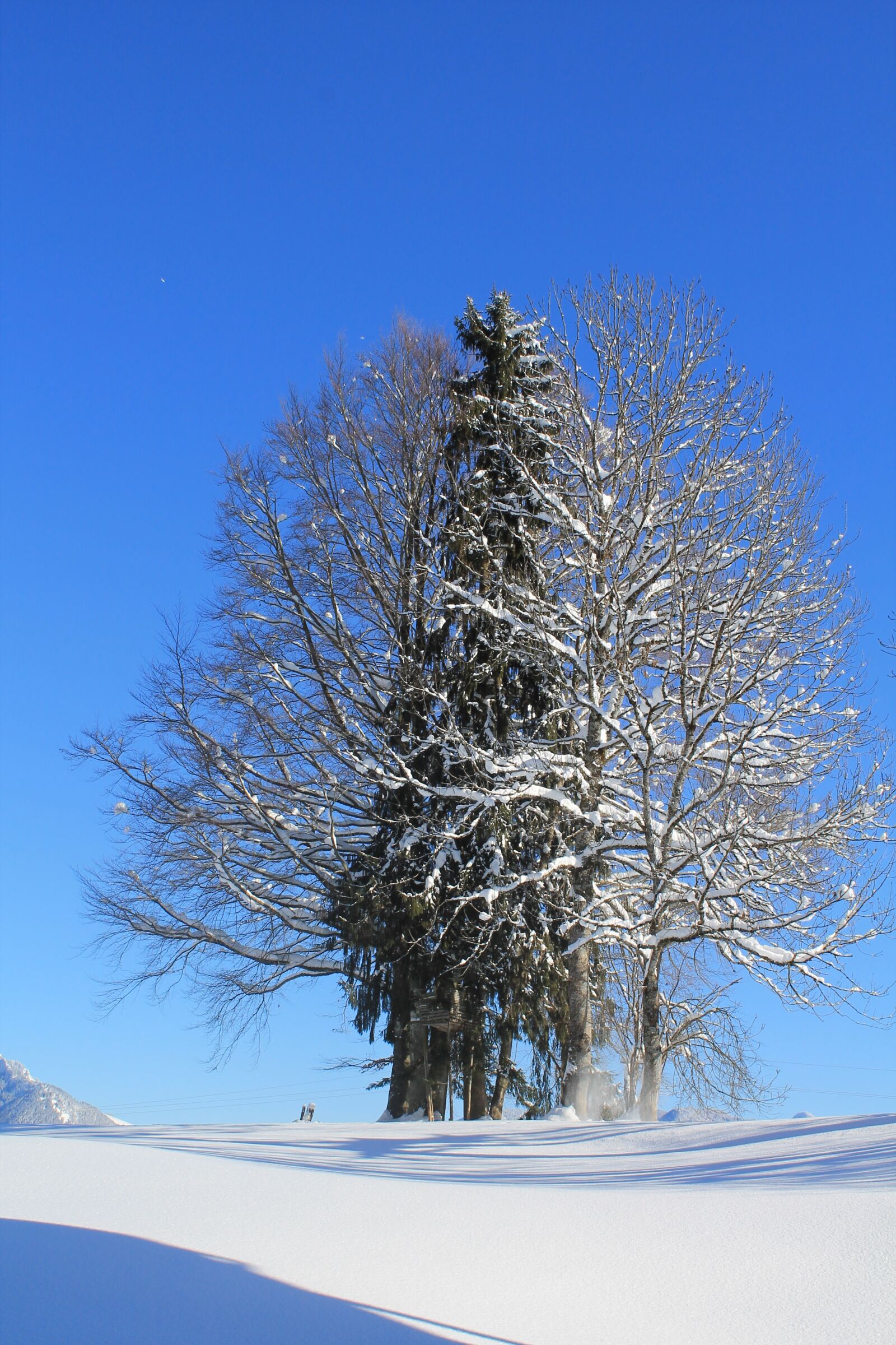 Canon EOS 1100D (EOS Rebel T3 / EOS Kiss X50) sample photo. Winter, landscape, tree photography