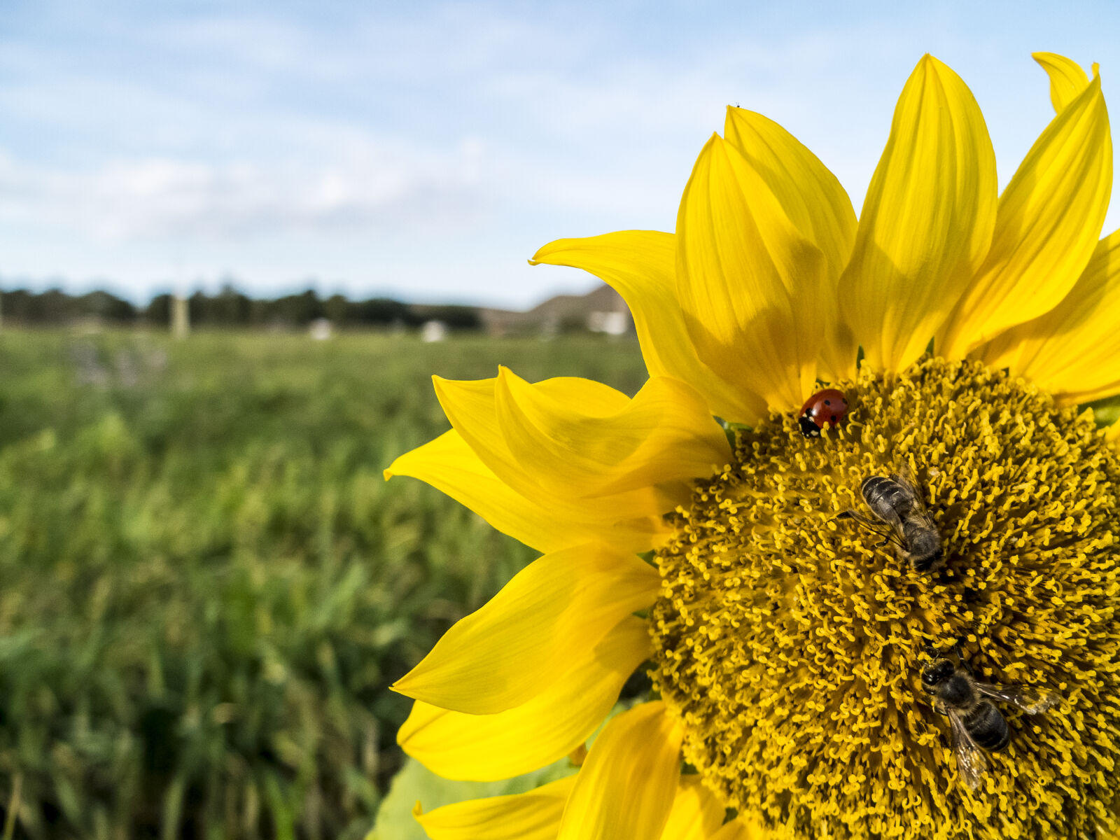 Fujifilm X10 sample photo. Bees, flower, green, ladybug photography