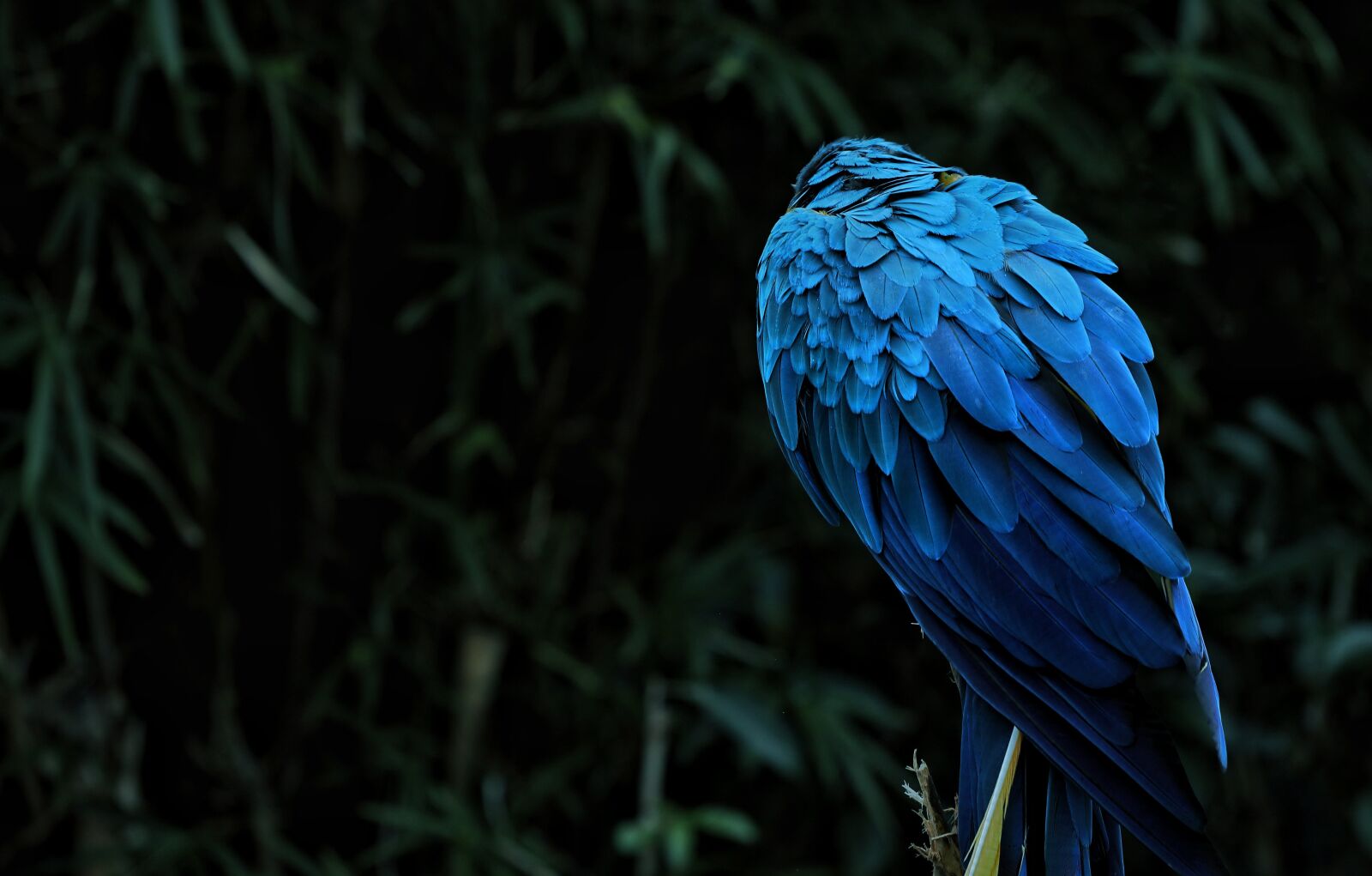 Canon EOS 5D Mark IV + Canon EF 70-200mm F4L USM sample photo. Macaw, bird, parrot photography