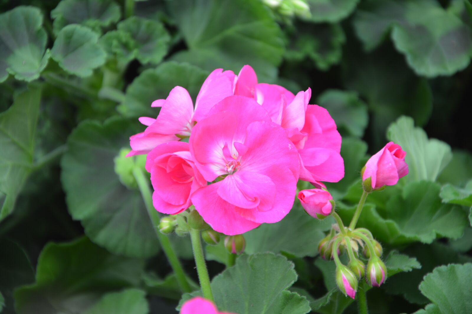 Nikon D5200 sample photo. Flower, flower of geranium photography