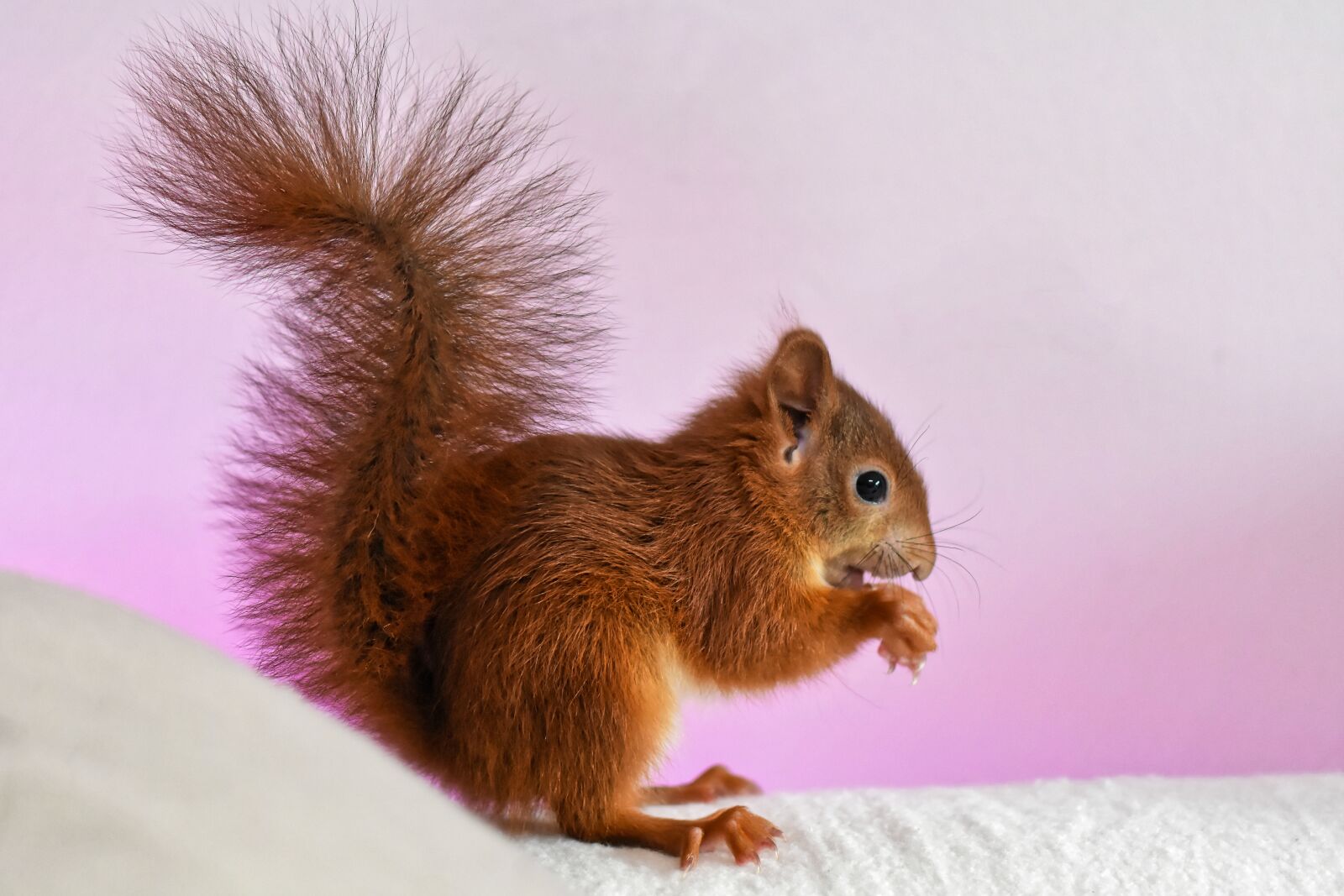 Nikon D7200 sample photo. Squirrel, young animal, small photography