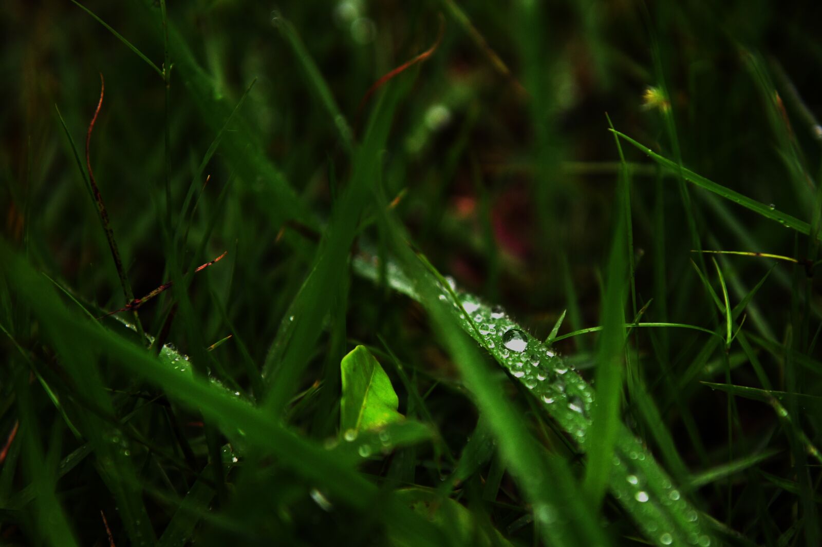 Nikon D850 sample photo. Rain, green plants, grass photography