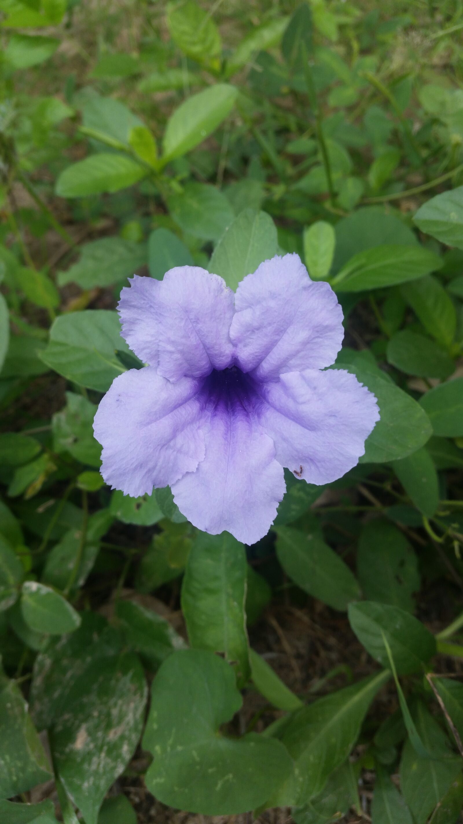 Samsung Galaxy S5 sample photo. Flower, flowers, purple flowers photography