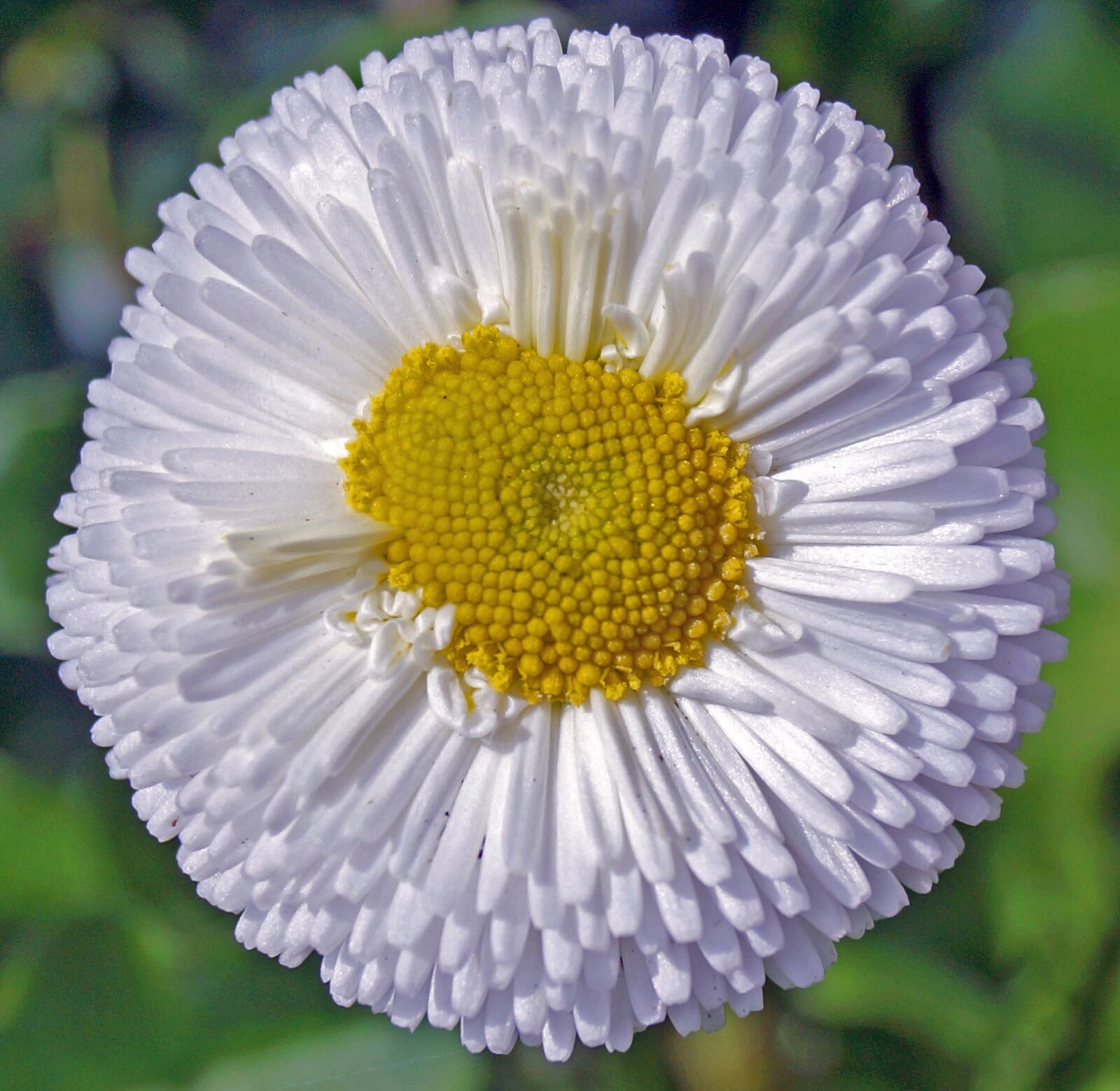 Sony SLT-A65 (SLT-A65V) + Sony DT 18-55mm F3.5-5.6 SAM sample photo. Daisy, blossom, bloom photography