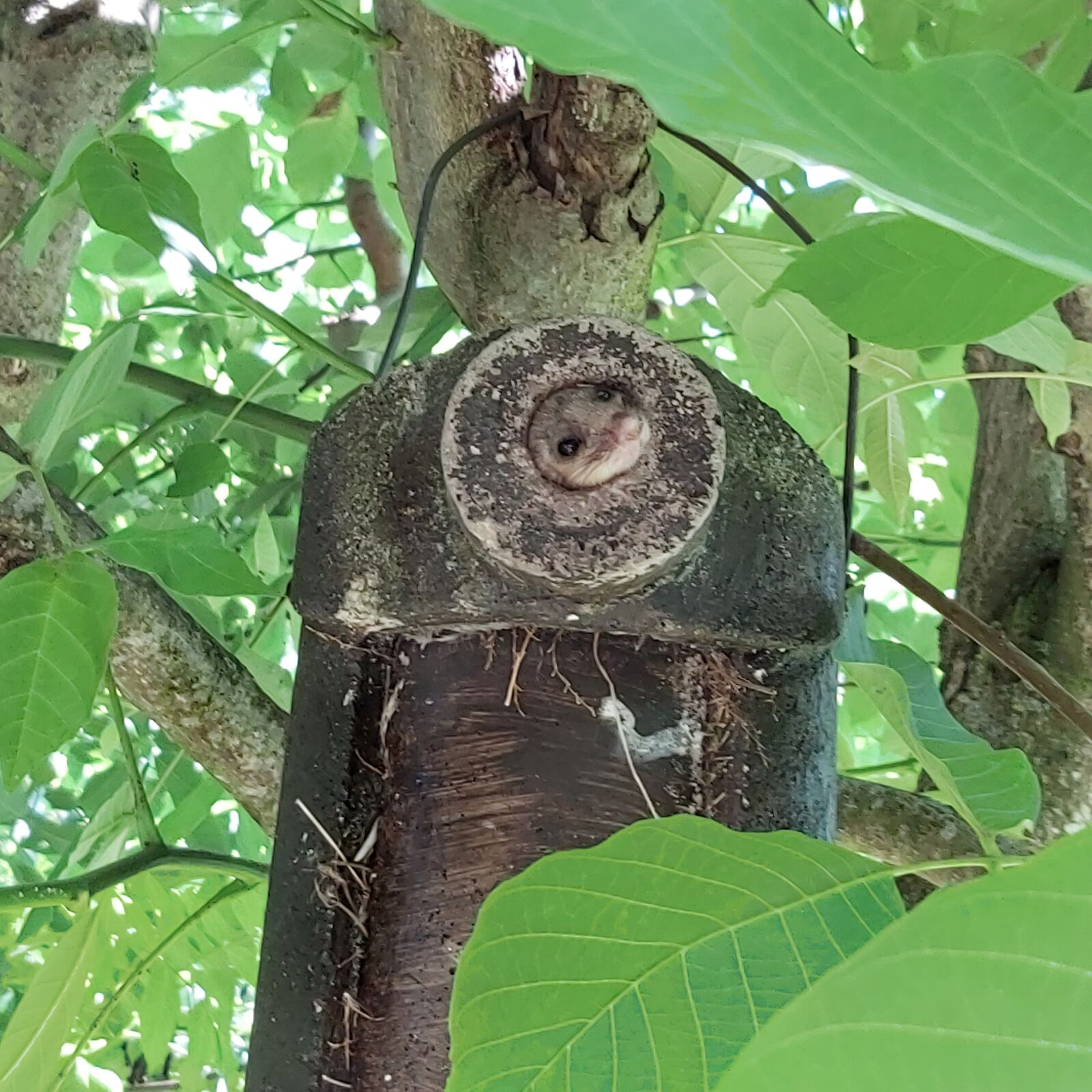 Samsung Galaxy A70 sample photo. Nature, animal world, garden photography