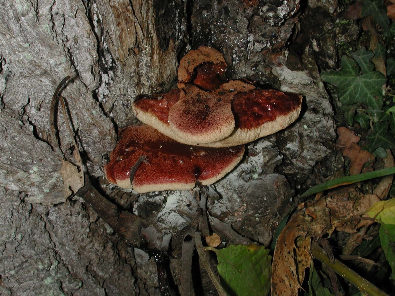 Nikon E990 sample photo. Fungus, mushroom, nature, tree photography