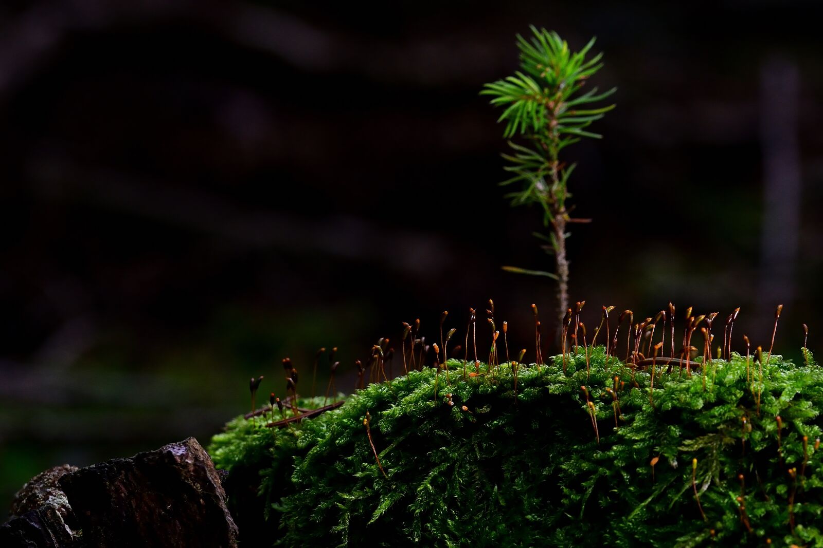Nikon D5200 sample photo. Forest, nature, tree stump photography