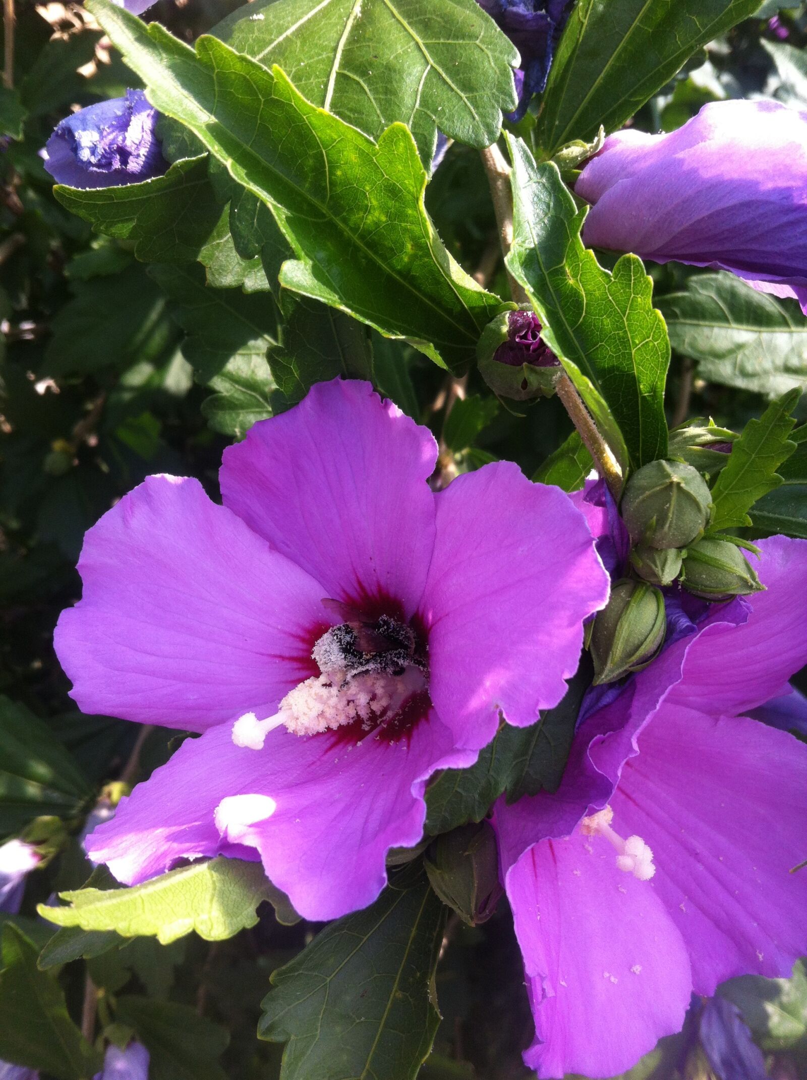 iPhone 4 back camera 3.85mm f/2.8 sample photo. Hibiscus, flower, mallow photography