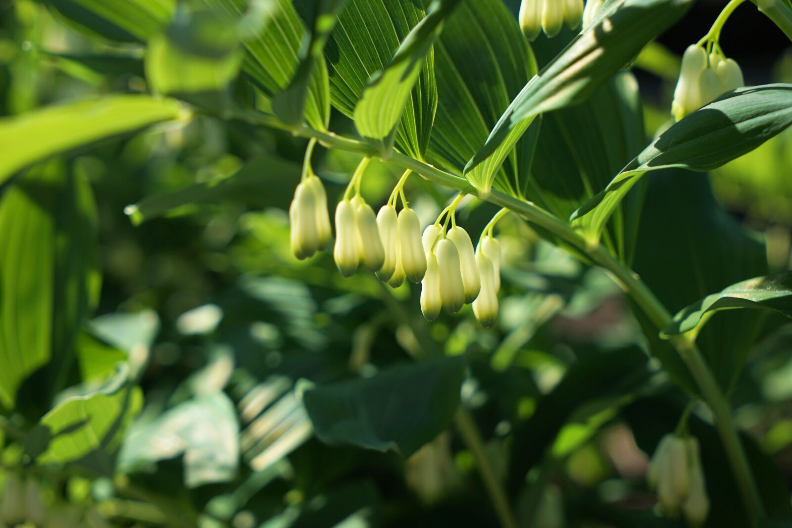 Sony a7 II + Sony Vario Tessar T* FE 24-70mm F4 ZA OSS sample photo. Bell, flower, plant photography