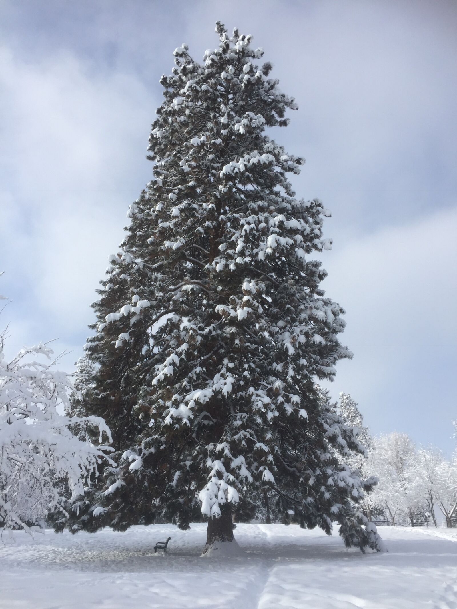 Apple iPhone 6 sample photo. Tree, winter, snow photography