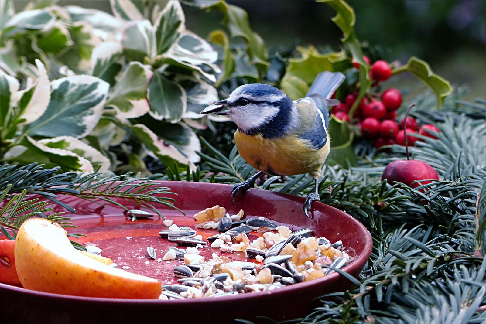 Panasonic Lumix DMC-FZ200 sample photo. Animal, bird, blue tit photography