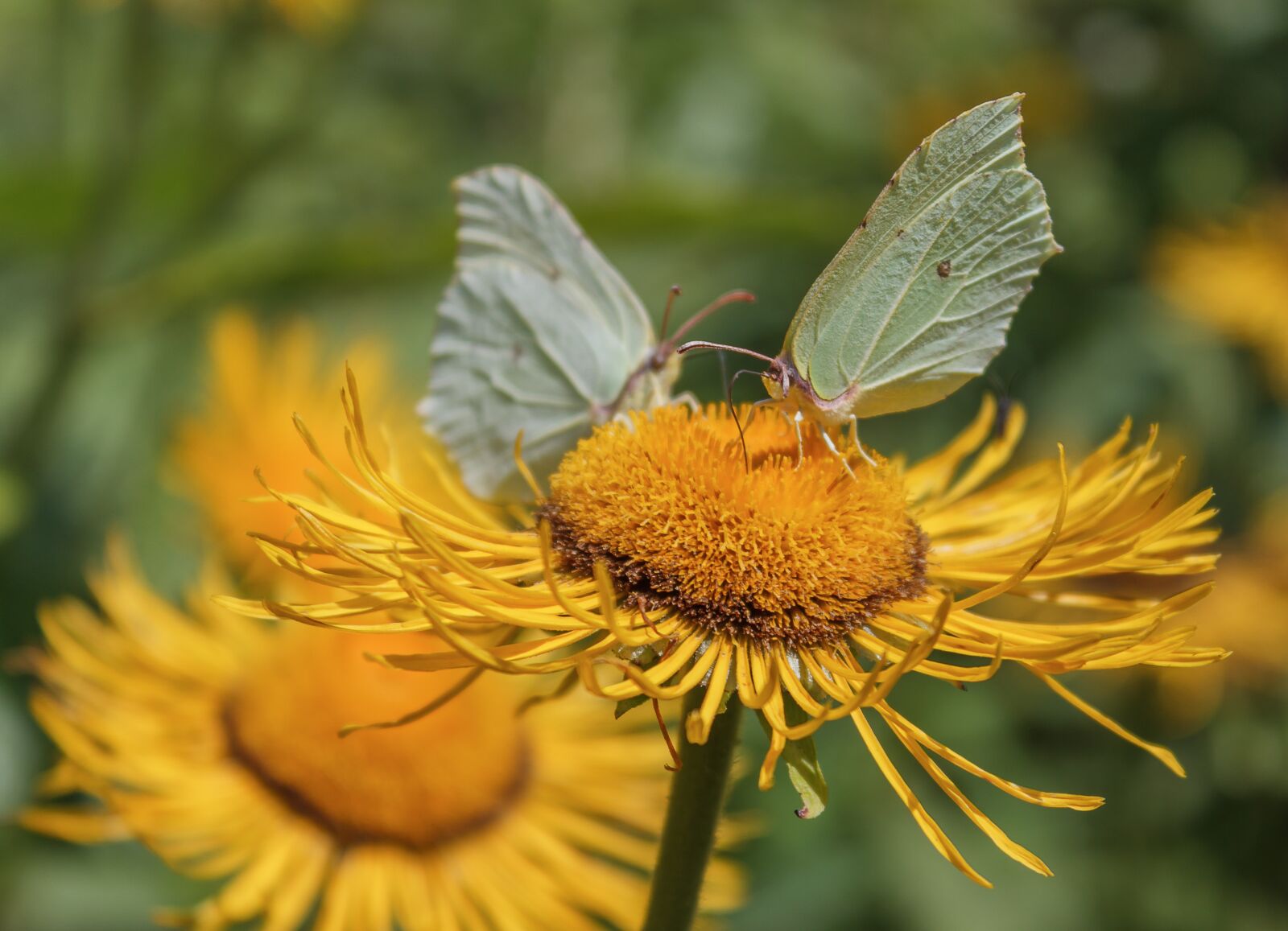 Canon EOS 600D (Rebel EOS T3i / EOS Kiss X5) sample photo. Butterfly, flowers, yellow photography