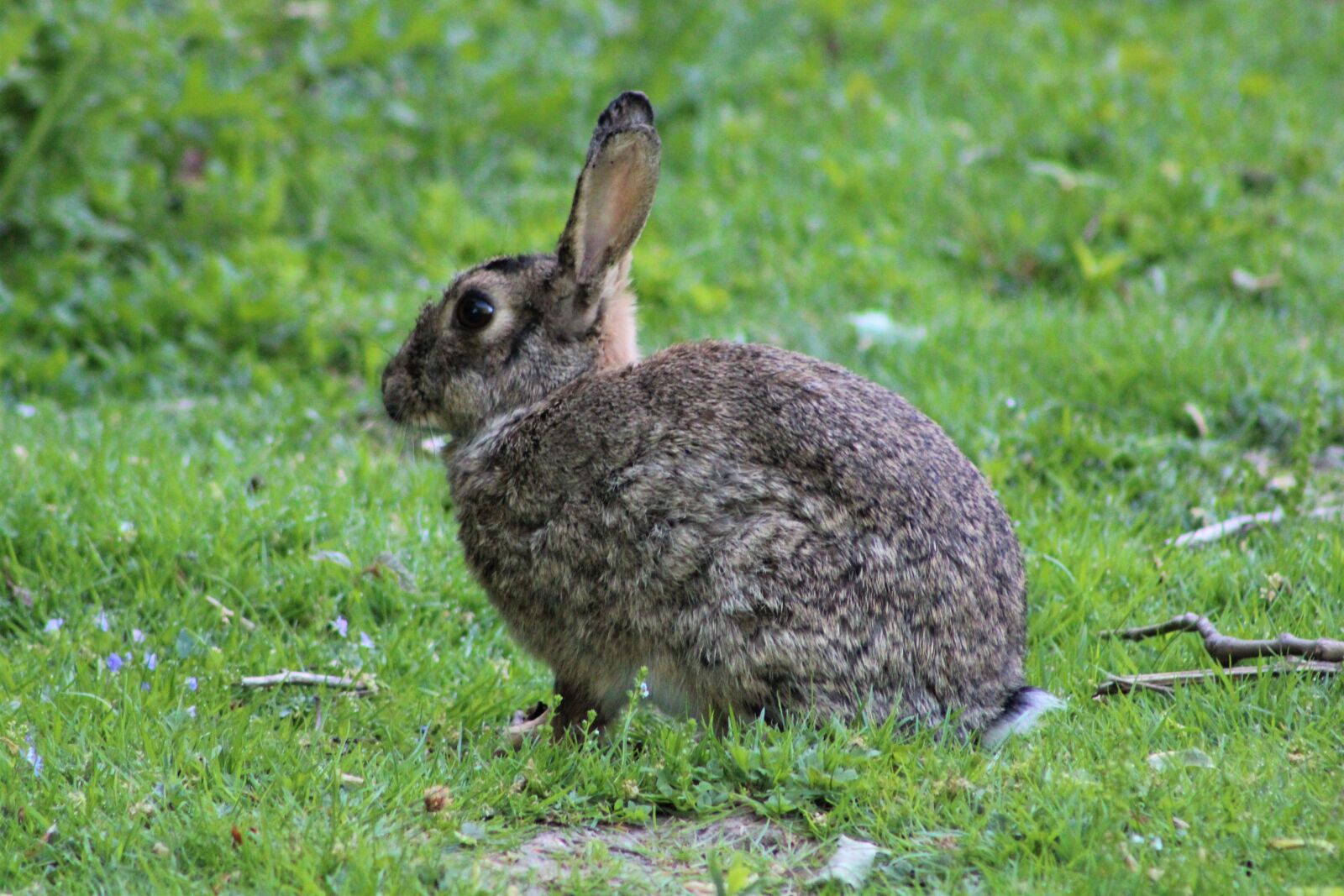 Canon EF75-300mm f/4-5.6 sample photo. Hare, rabbit, easter photography