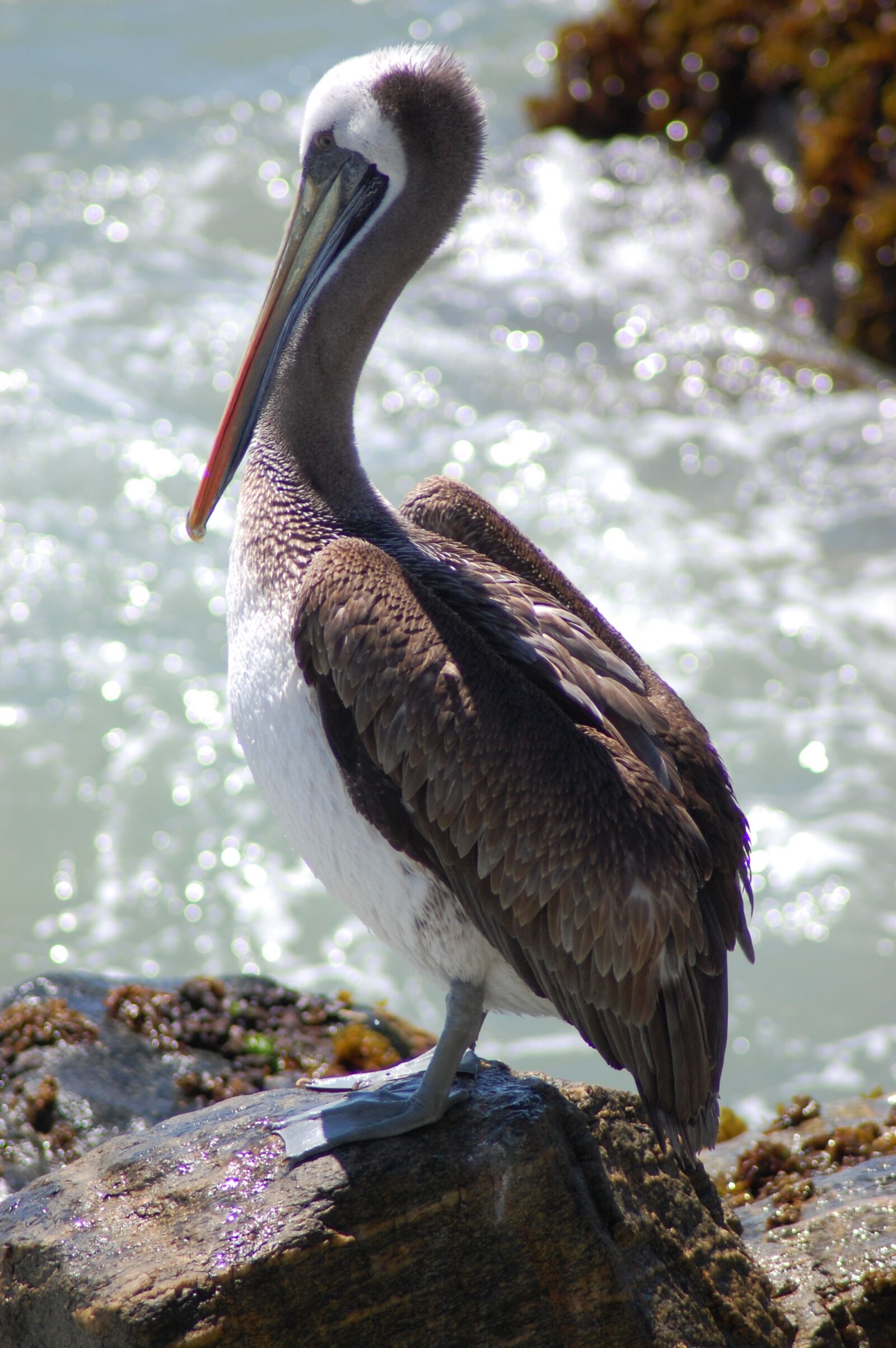 Nikon D40 sample photo. Pelican, bird, water photography