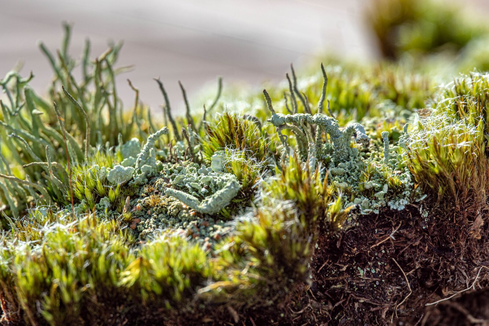 Minolta AF 100mm F2.8 Macro [New] sample photo. Macro, lichen, nature photography