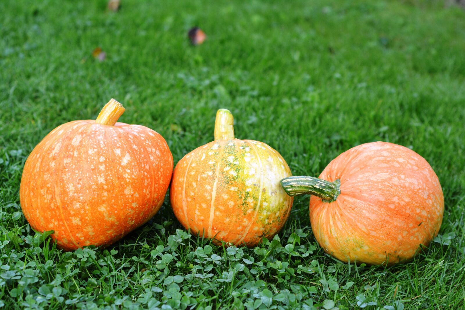 Nikon D5200 sample photo. Pumpkins, pumpkin, the cultivation photography