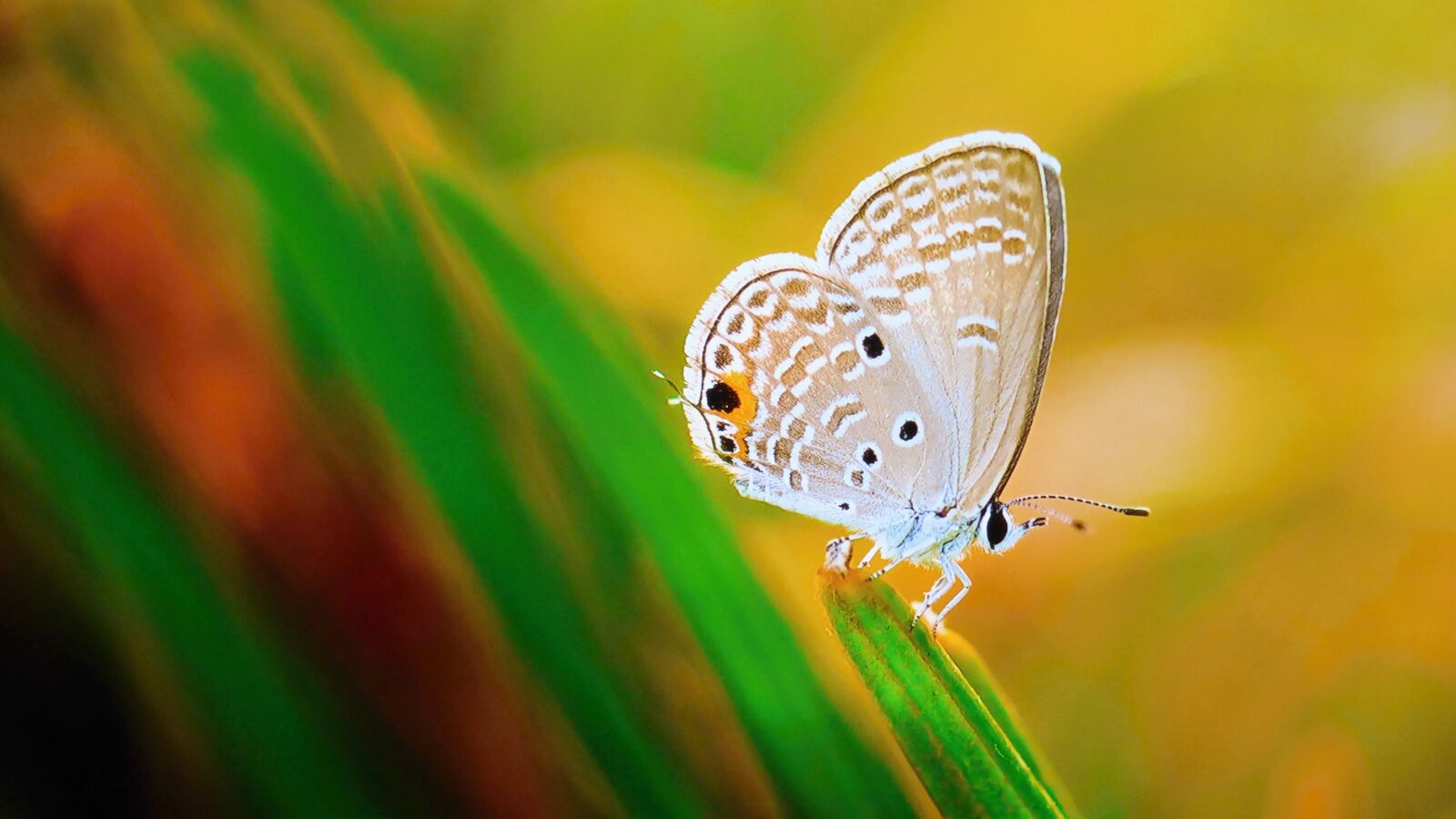 Panasonic DMC-FZ72 sample photo. Butterfly, meadow, flower photography