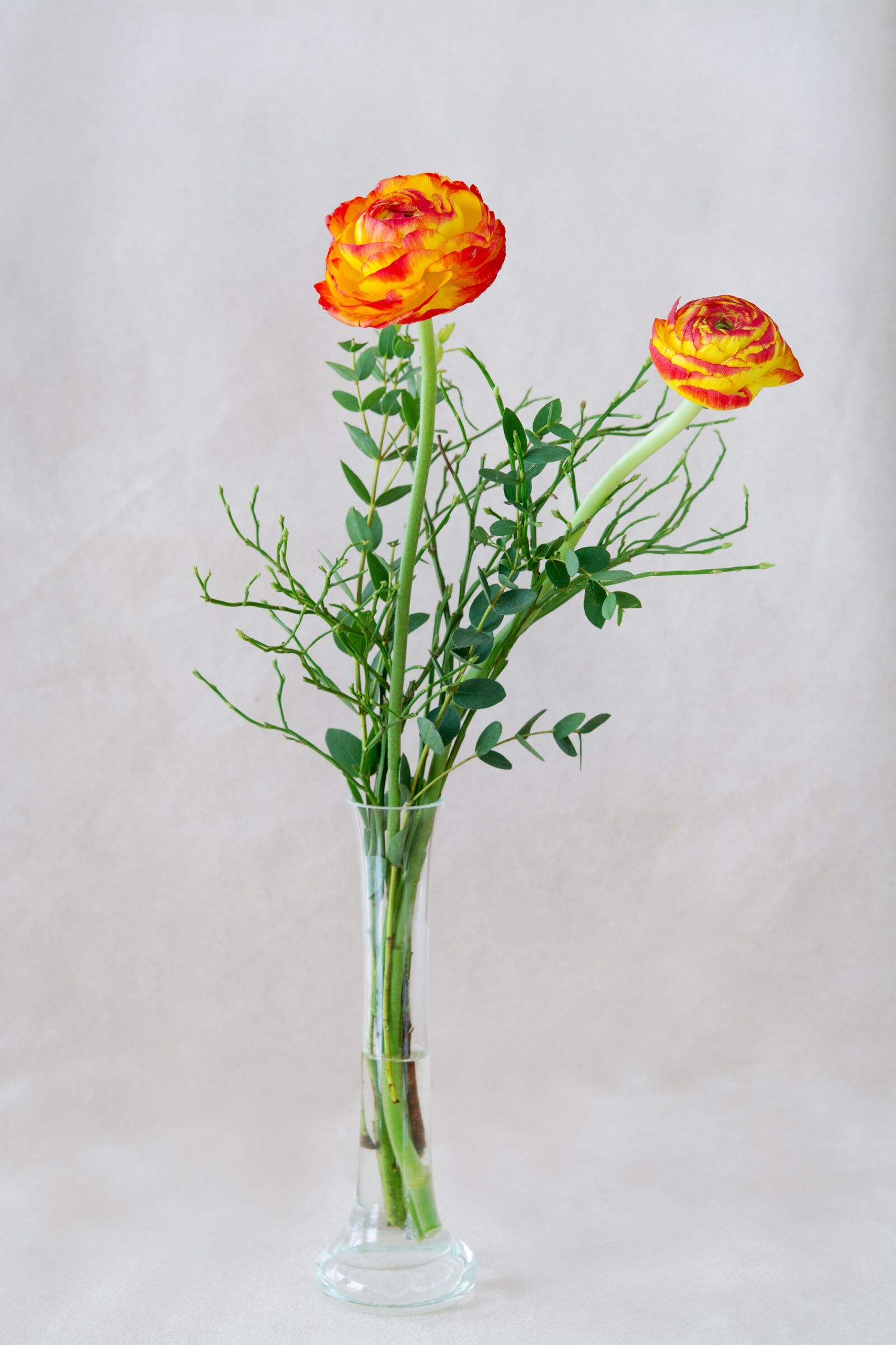 Nikon D7100 sample photo. Ranunkeln, orange, red yellow photography